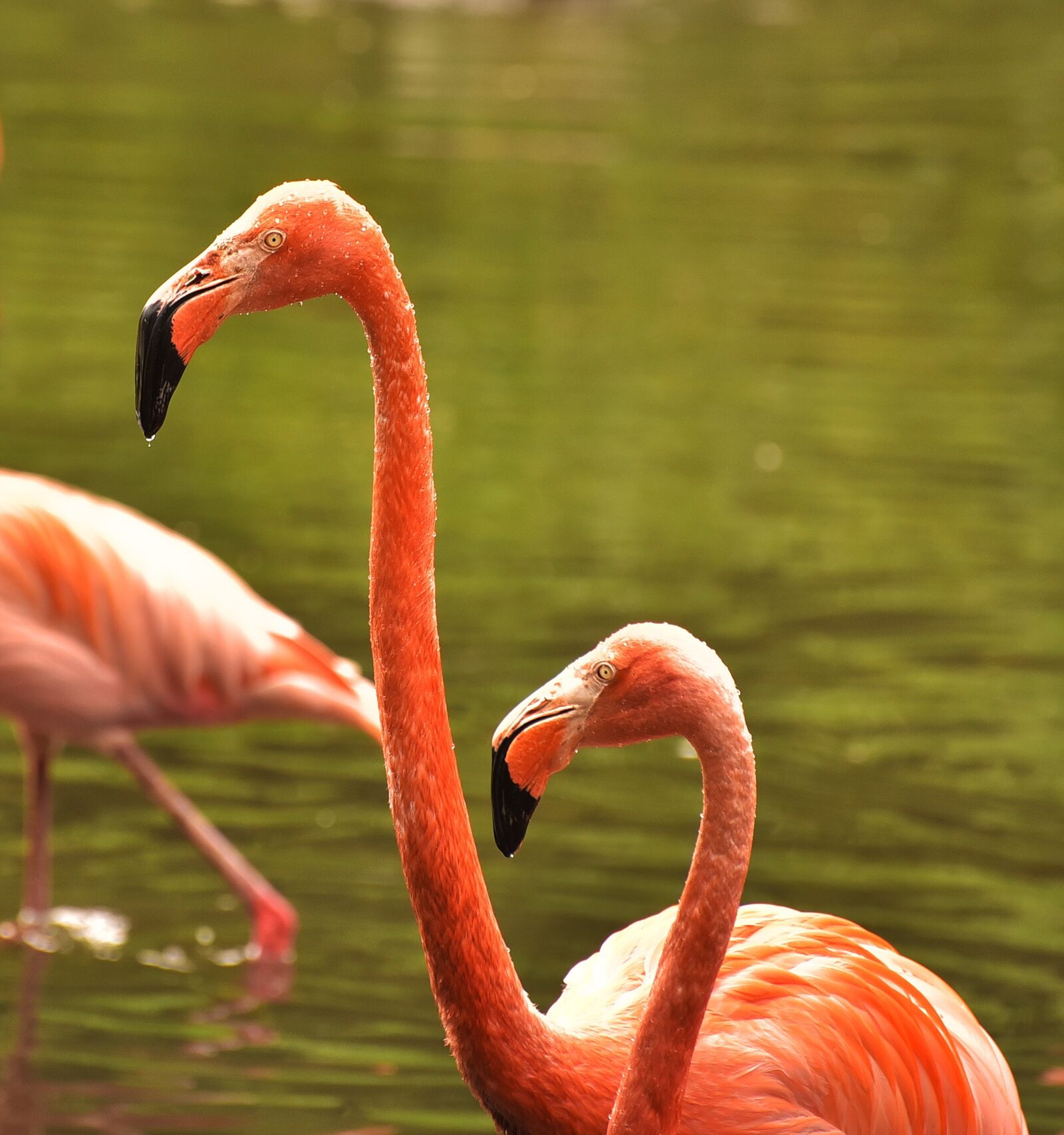 Nikon D750 sample photo. Flamingo, water bird, pink photography