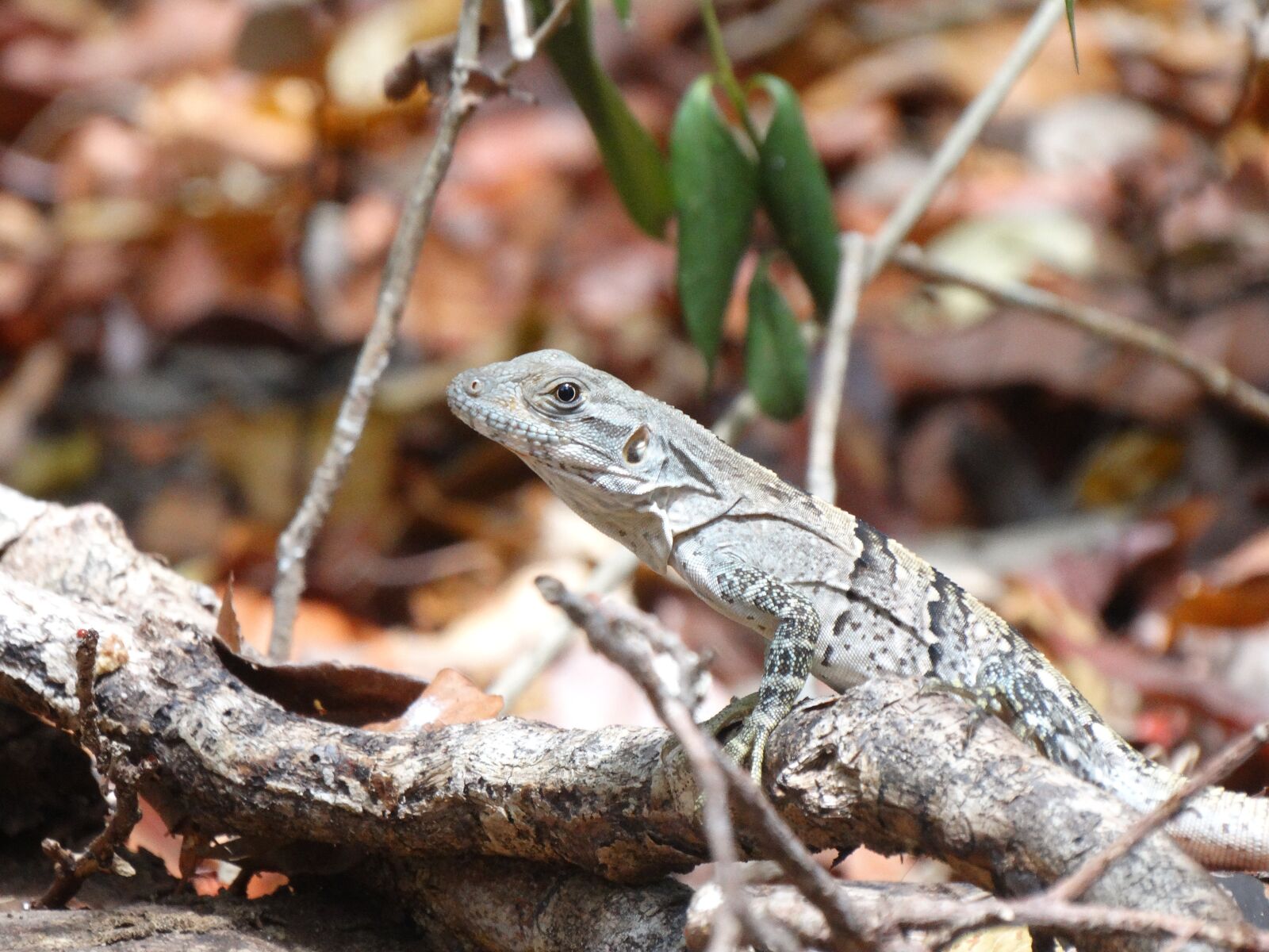 Sony Cyber-shot DSC-HX300 sample photo. Nature, animalia, wild life photography