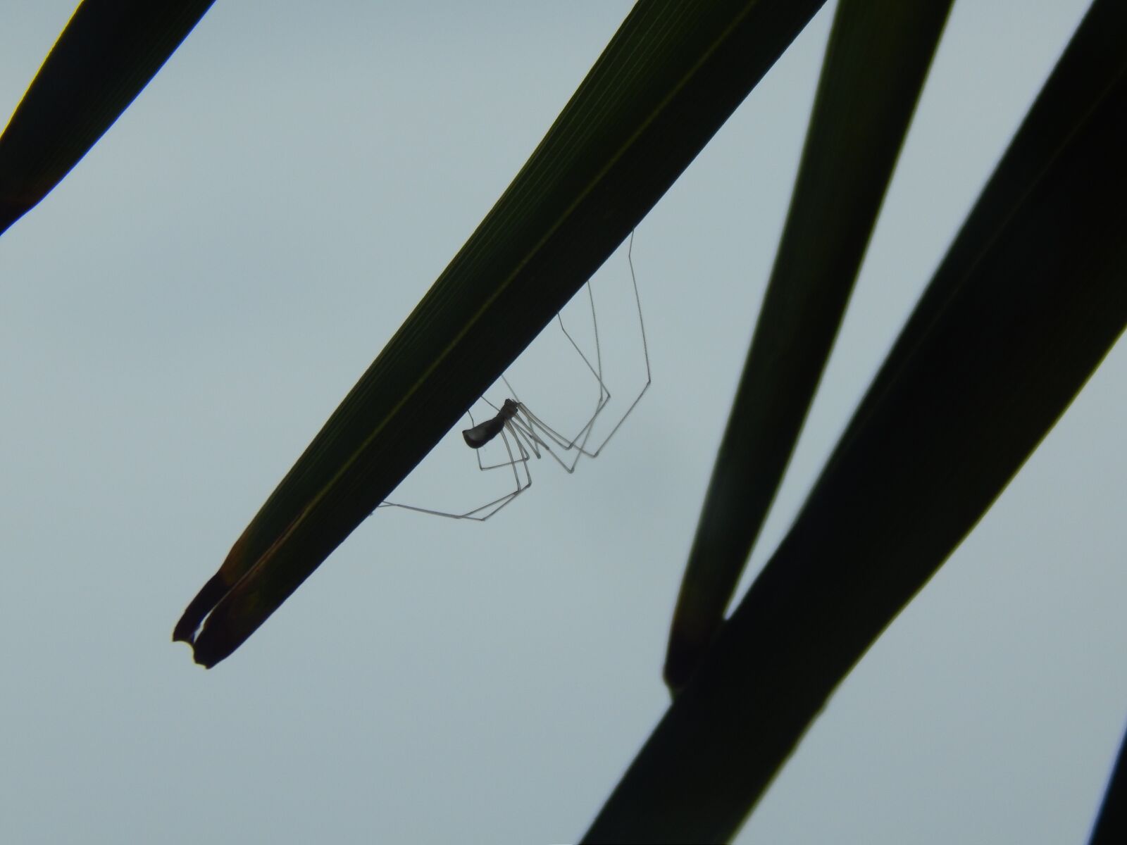 Nikon Coolpix L820 sample photo. Spider, nature, insect photography