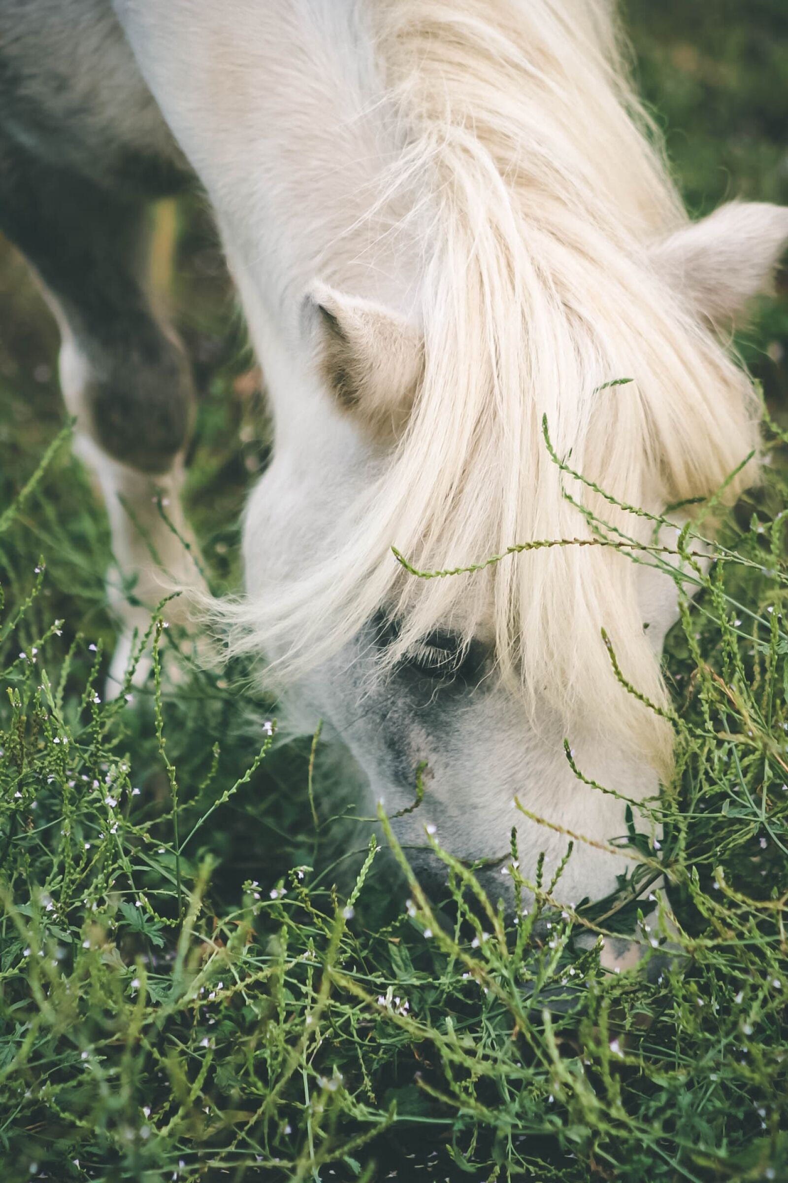 Canon EF75-300mm f/4-5.6 sample photo. Nature, grass, animals photography