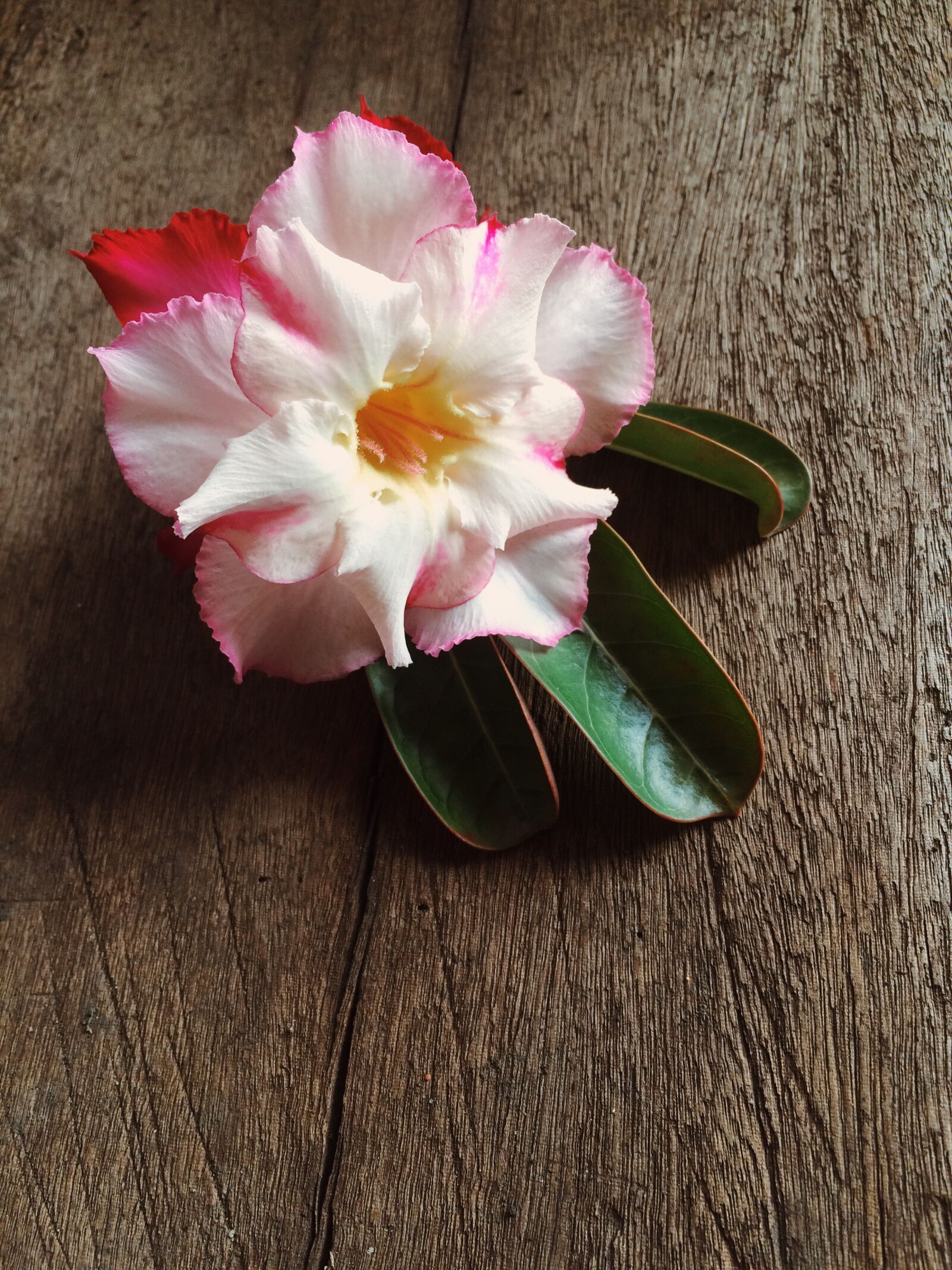 iPhone 5s back camera 4.15mm f/2.2 sample photo. Desert, rose, flower, flowers photography