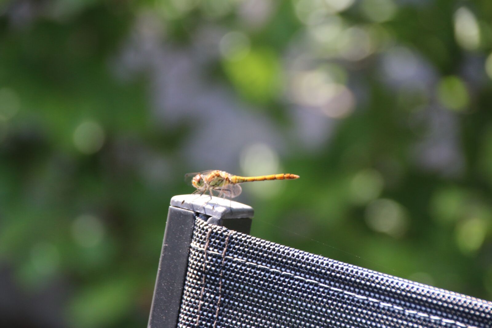 Canon EOS 70D sample photo. Dragonfly, chair, nature photography