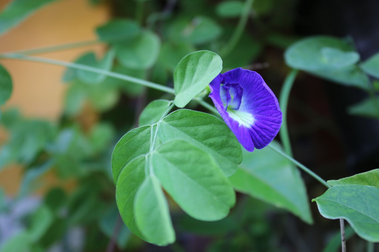 Canon EOS 70D + Canon EF-S 18-55mm F3.5-5.6 III sample photo. Flower, united parking ultramarine photography