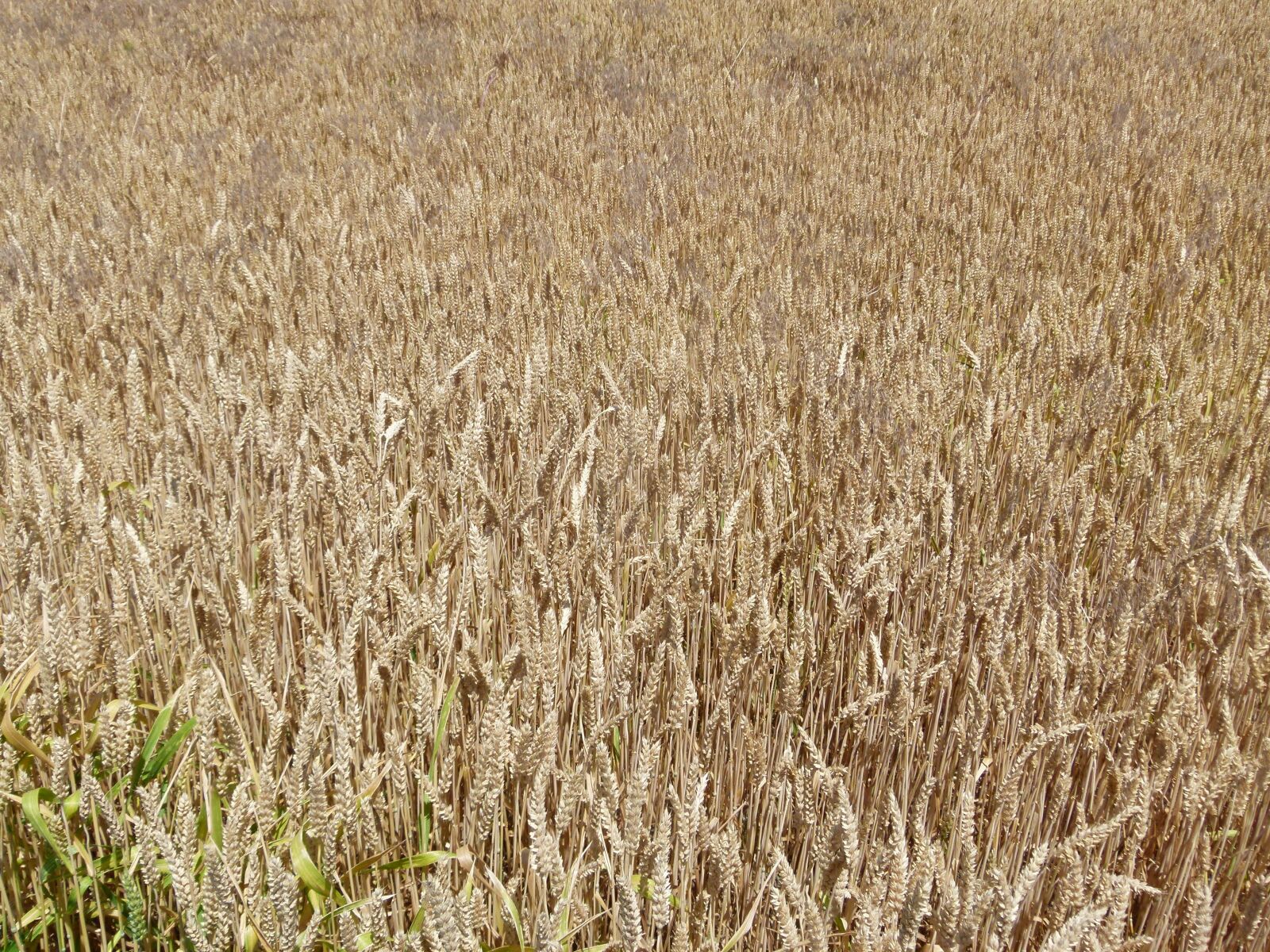 Panasonic Lumix DMC-FZ100 sample photo. Farm, wheat, grain photography