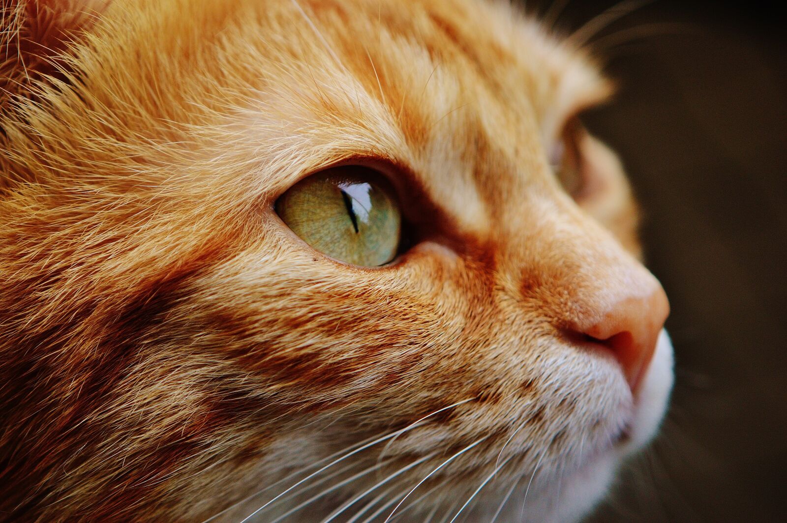 Nikon D3200 sample photo. Cat, face, eyes photography