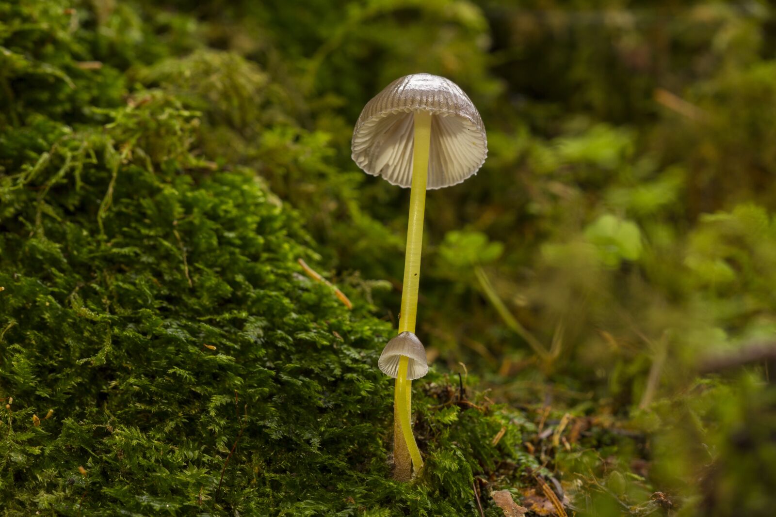 Canon EOS 7D sample photo. Mushroom, moss, sponge photography