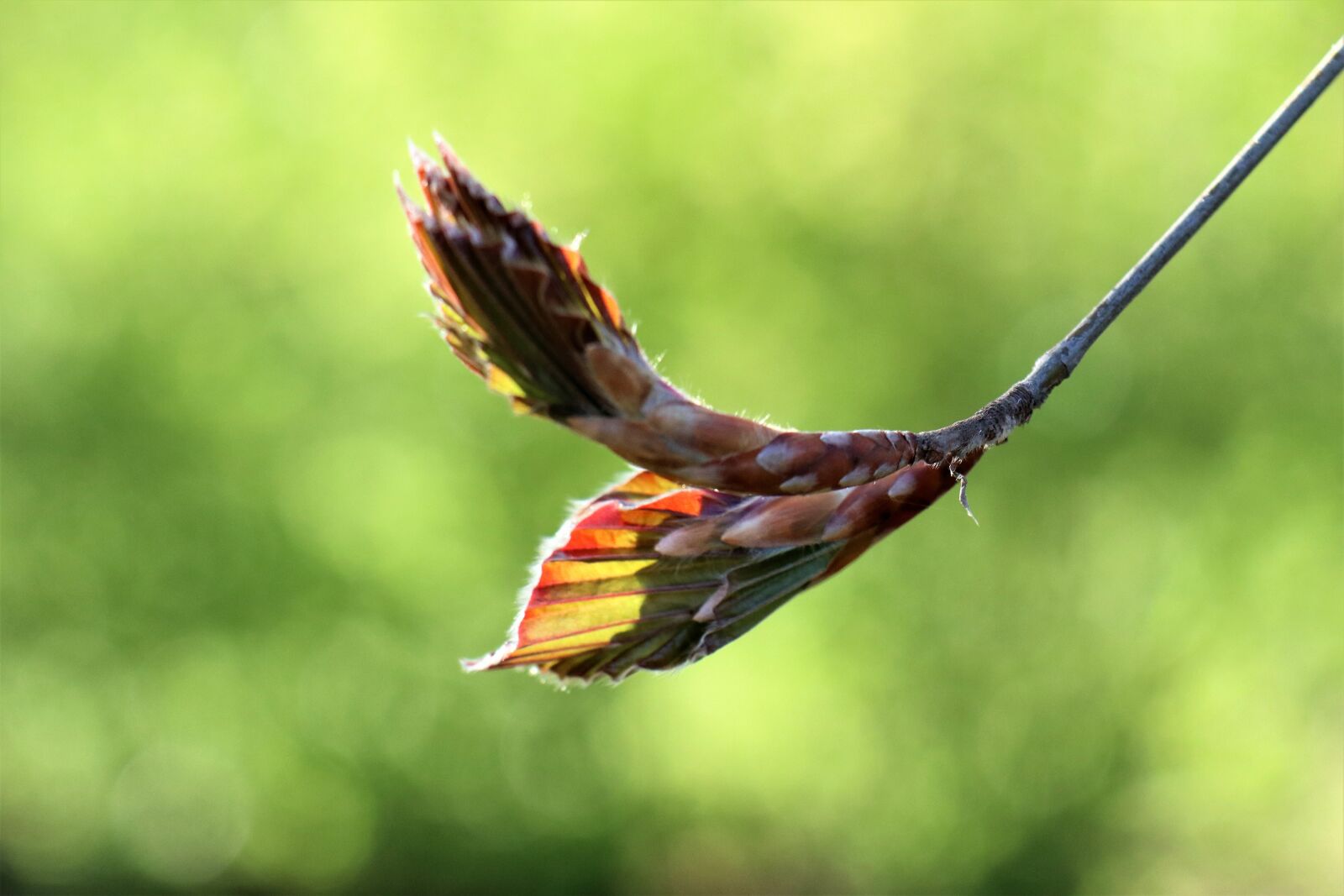 Canon EOS M6 sample photo. Spring, awakening, leaf photography