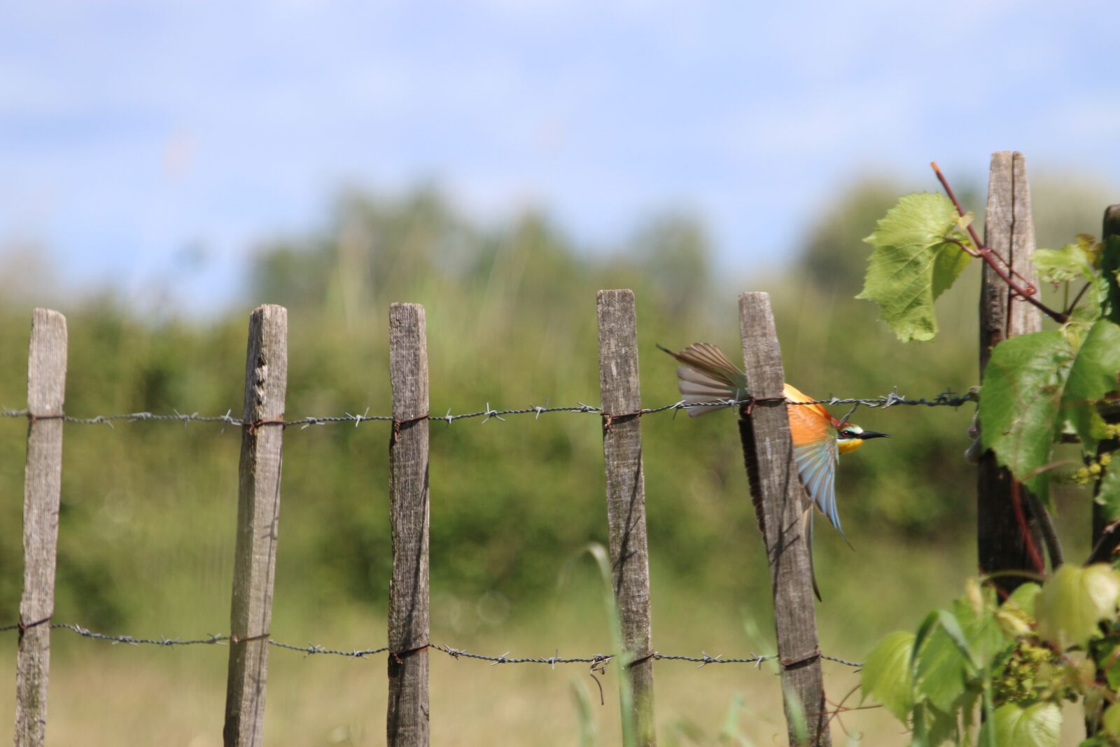 Canon EOS 70D + Canon EF 100-400mm F4.5-5.6L IS USM sample photo. Birds, bee-eater europe, take photography