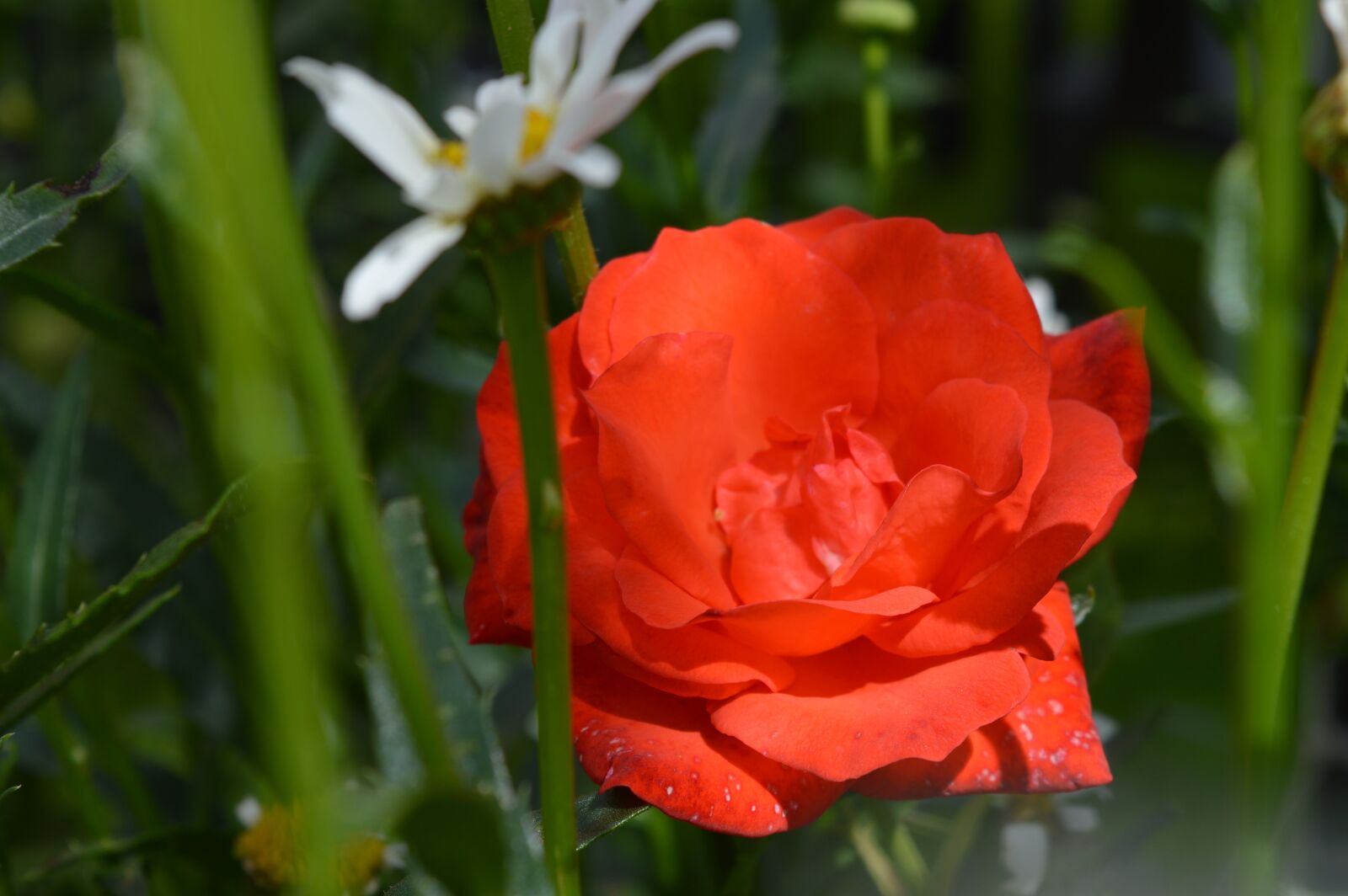 Nikon D3200 sample photo. Rose, daisy, meadow photography