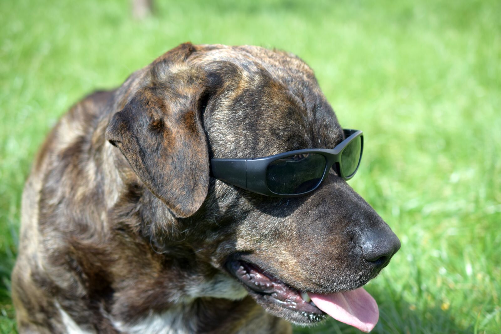 Nikon D3300 sample photo. Animal, mammal, dog photography