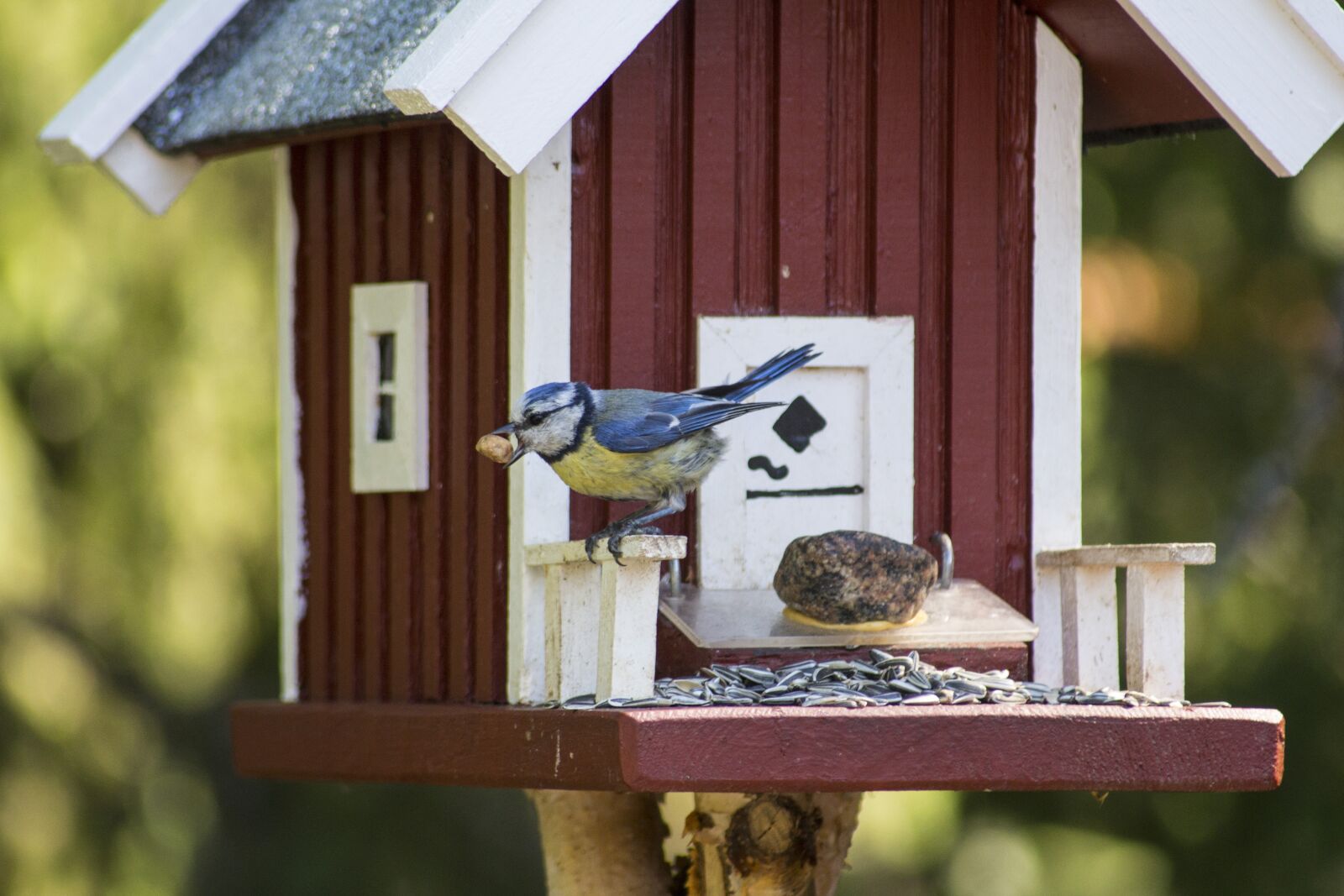 Canon EOS 700D (EOS Rebel T5i / EOS Kiss X7i) sample photo. Foraging, blue tit, small photography
