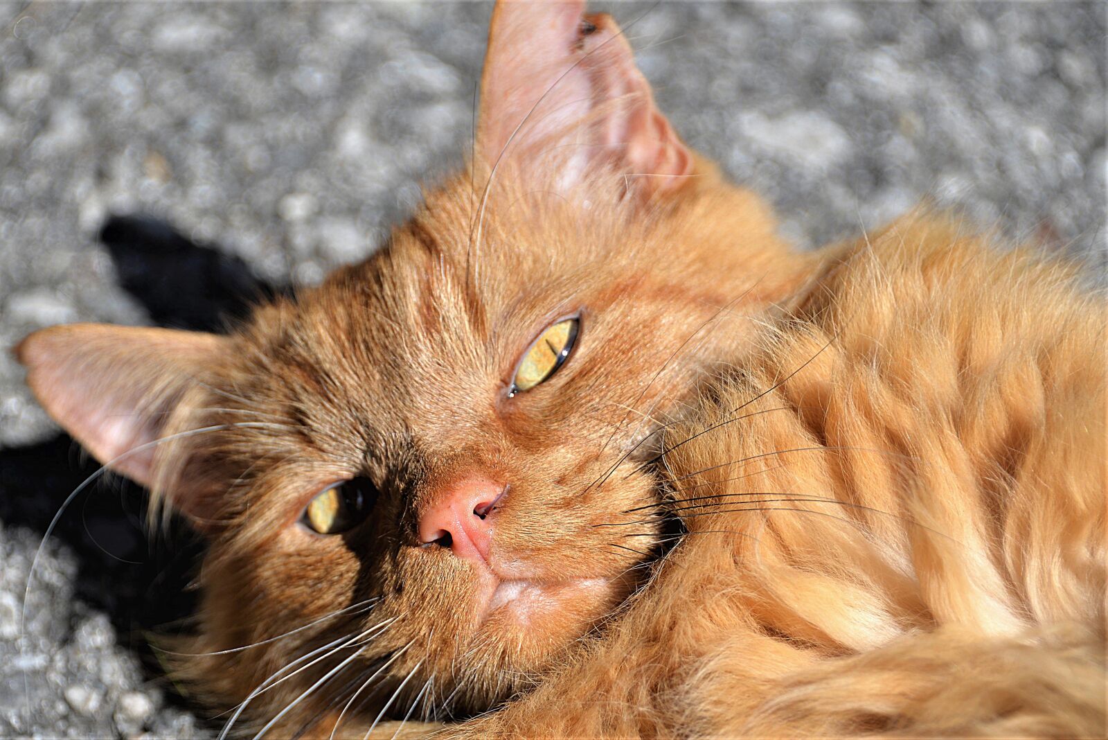Nikon D610 sample photo. Cat portrait, close up photography