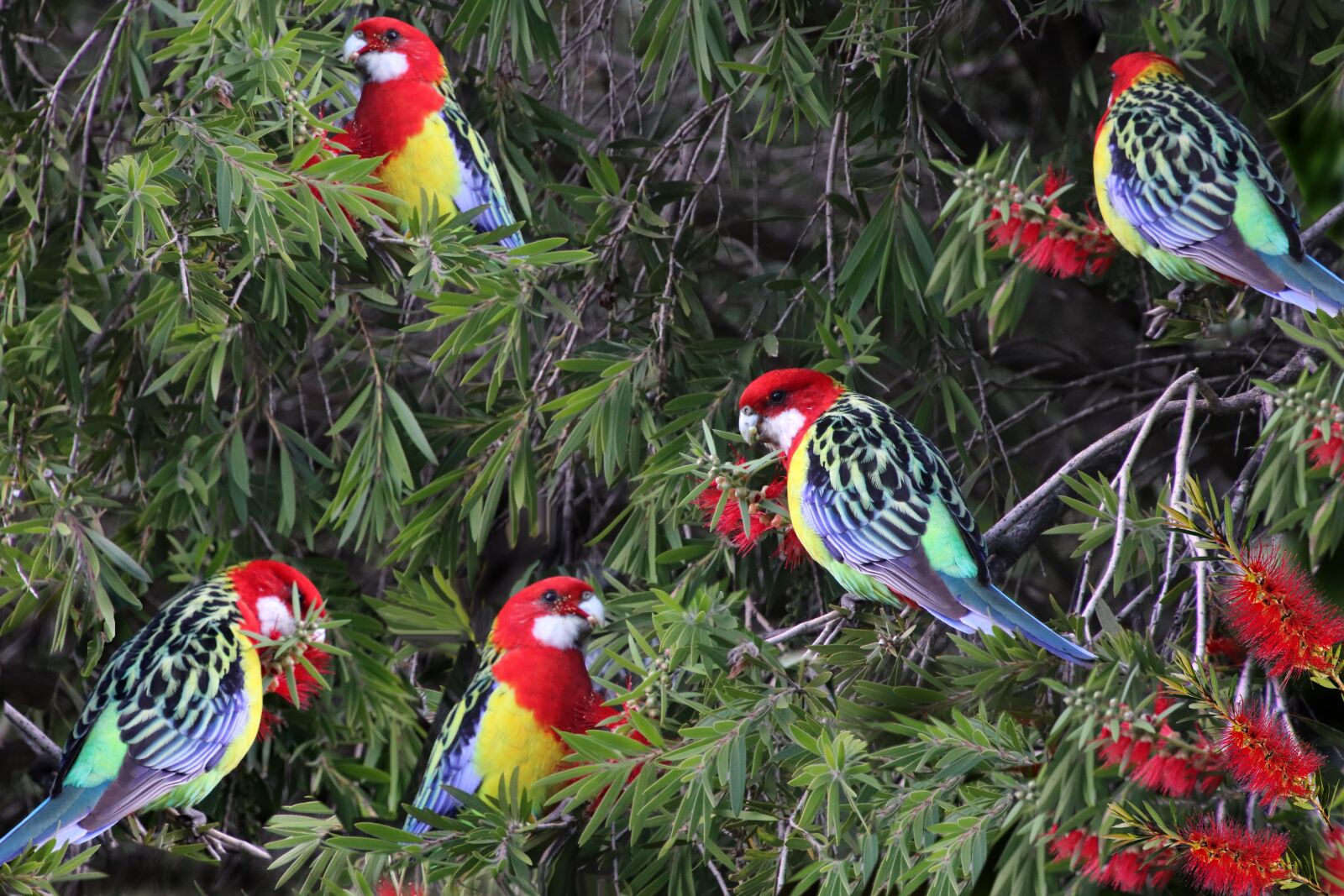 Canon EOS 800D (EOS Rebel T7i / EOS Kiss X9i) sample photo. Birds, eastern rosella, parrots photography