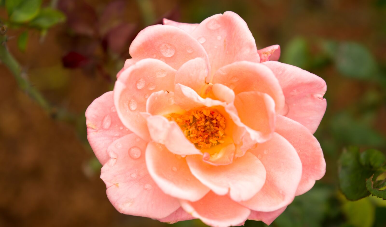 Nikon D5200 sample photo. Pink rose, flower, botany photography