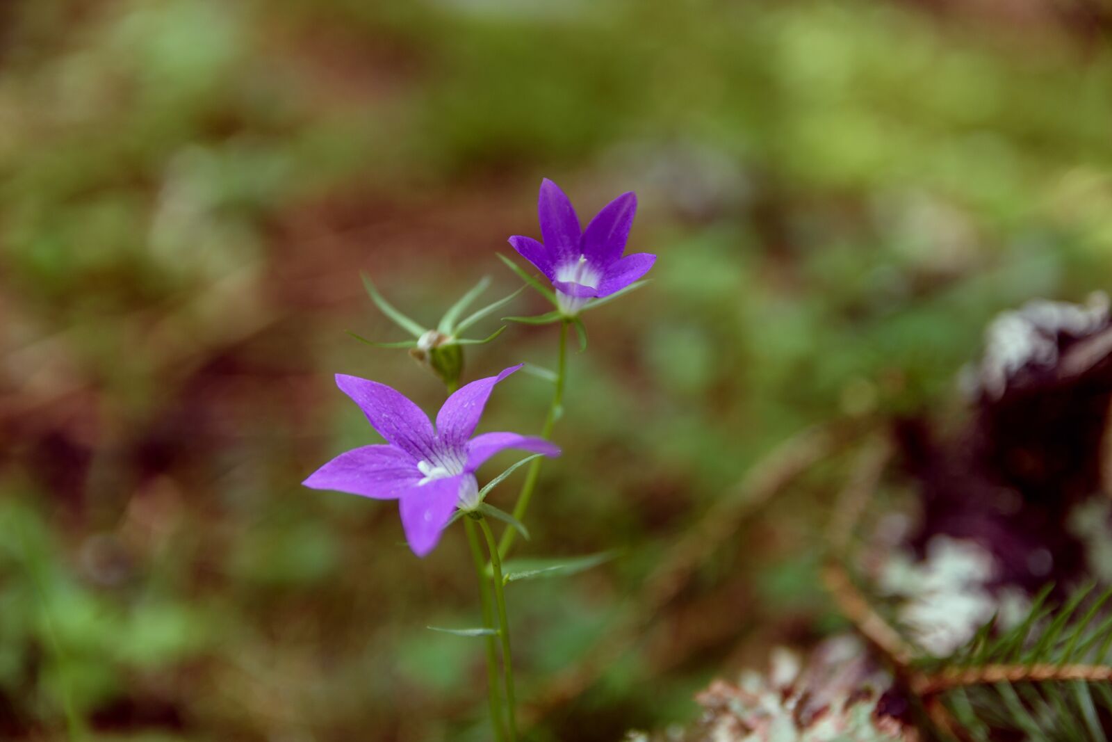 Nikon D5600 sample photo. Flower, forest, carpathian mountains photography