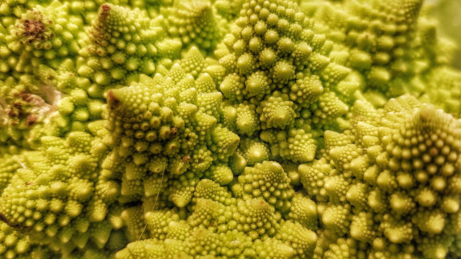 Samsung Galaxy S8 sample photo. Romanesco, vegetable, bless you photography