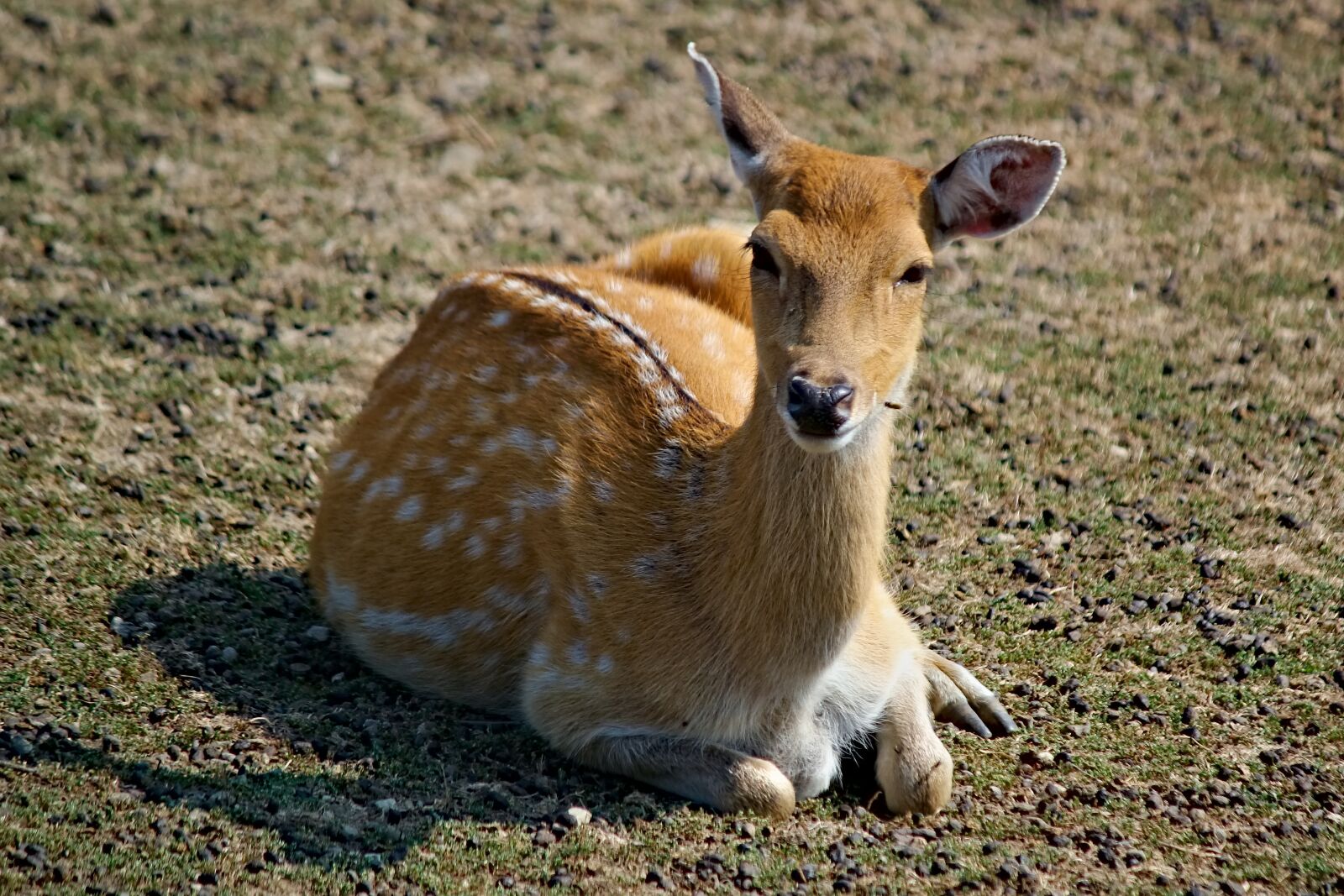 Canon EOS 550D (EOS Rebel T2i / EOS Kiss X4) sample photo. Doe, fallow deer, female photography