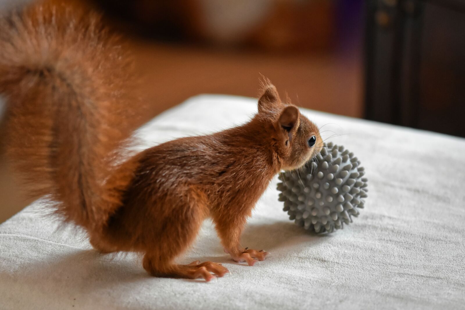 Nikon D7200 sample photo. Squirrel, young animal, play photography