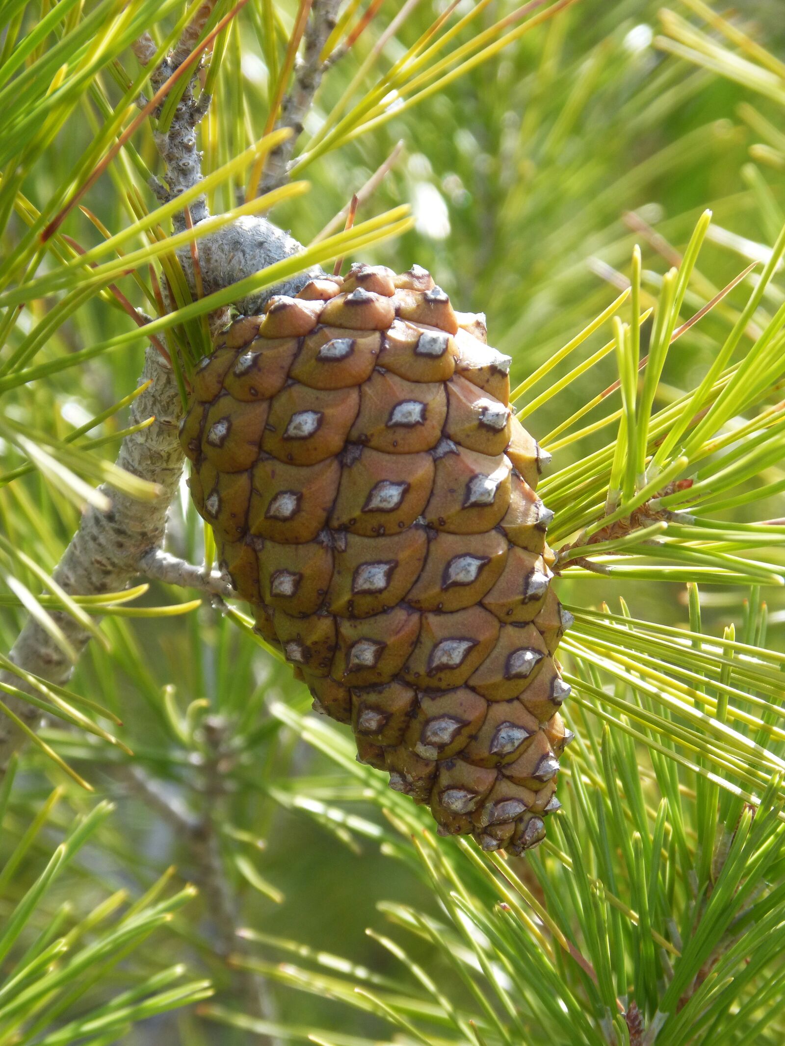 Panasonic DMC-FZ62 sample photo. Pineapple, pine, pinnace photography