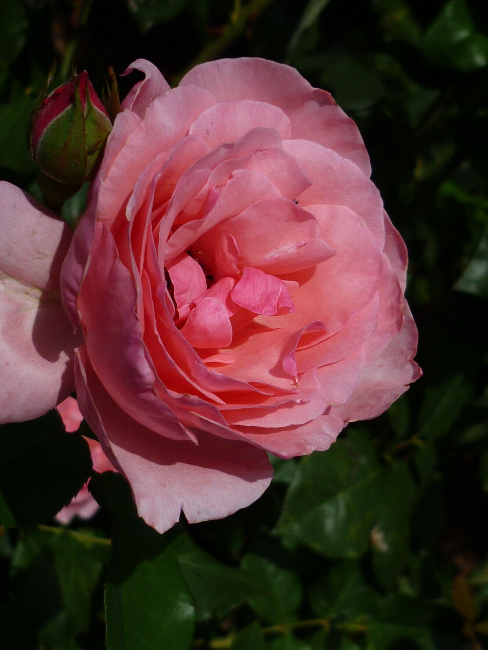 Panasonic Lumix DMC-FS6 sample photo. Rose, culture, pink photography