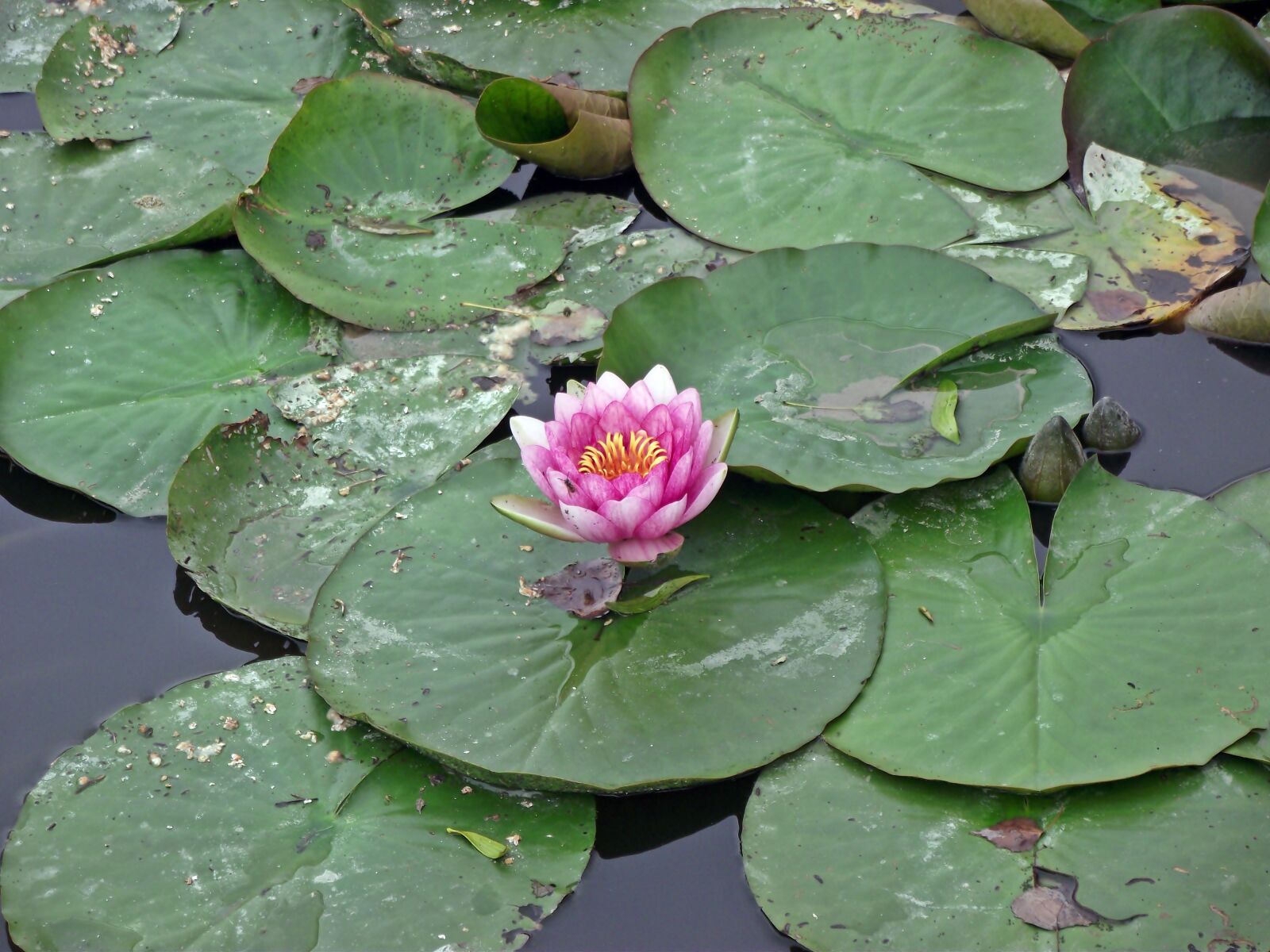FujiFilm FinePix S1600 (FinePix S1770) sample photo. Water lilies, flowers, summer photography