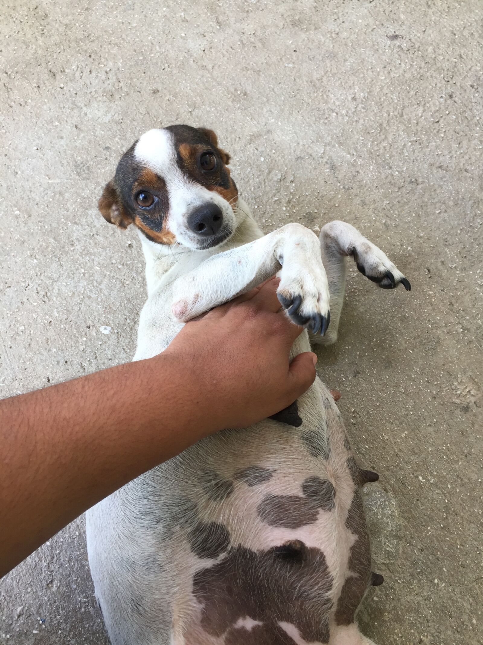 iPhone 6 Plus back camera 4.15mm f/2.2 sample photo. Pregnant dog, puppies, lovely photography
