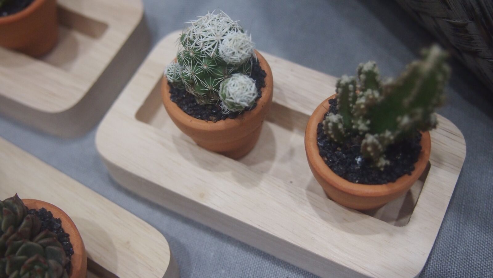 Olympus PEN E-PM1 sample photo. Cactus, potted plant, cactus photography