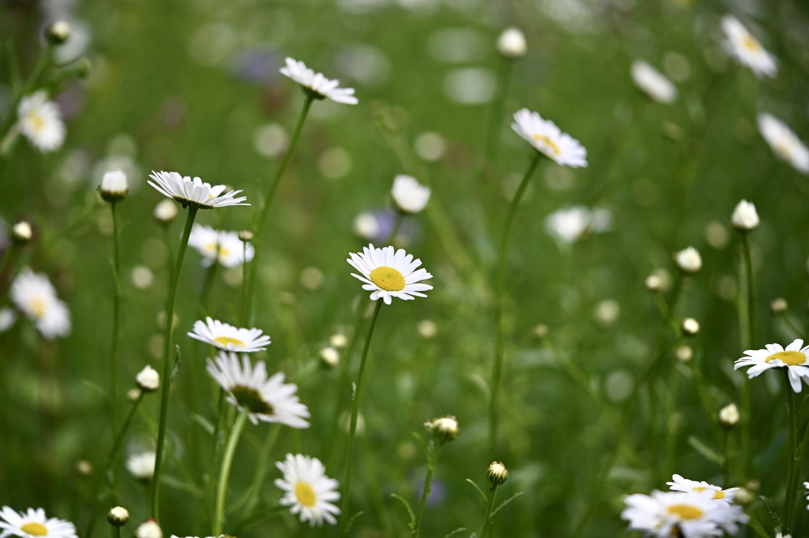 Nikon Z6 sample photo. Daisy, grass, flower meadow photography
