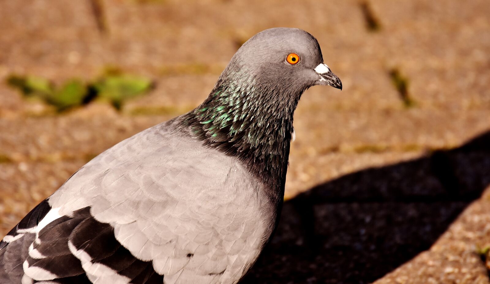Nikon D7200 sample photo. City pigeon, foraging, dove photography