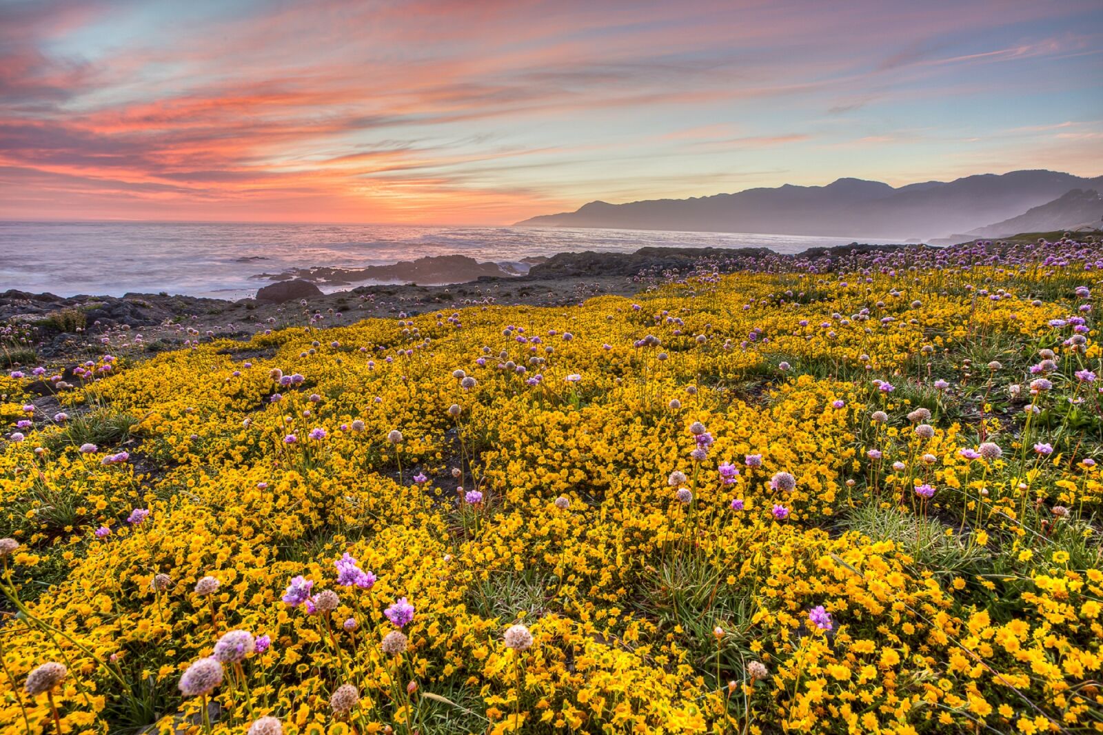 Canon EOS 5DS R sample photo. Wildflowers, nature, ocean photography