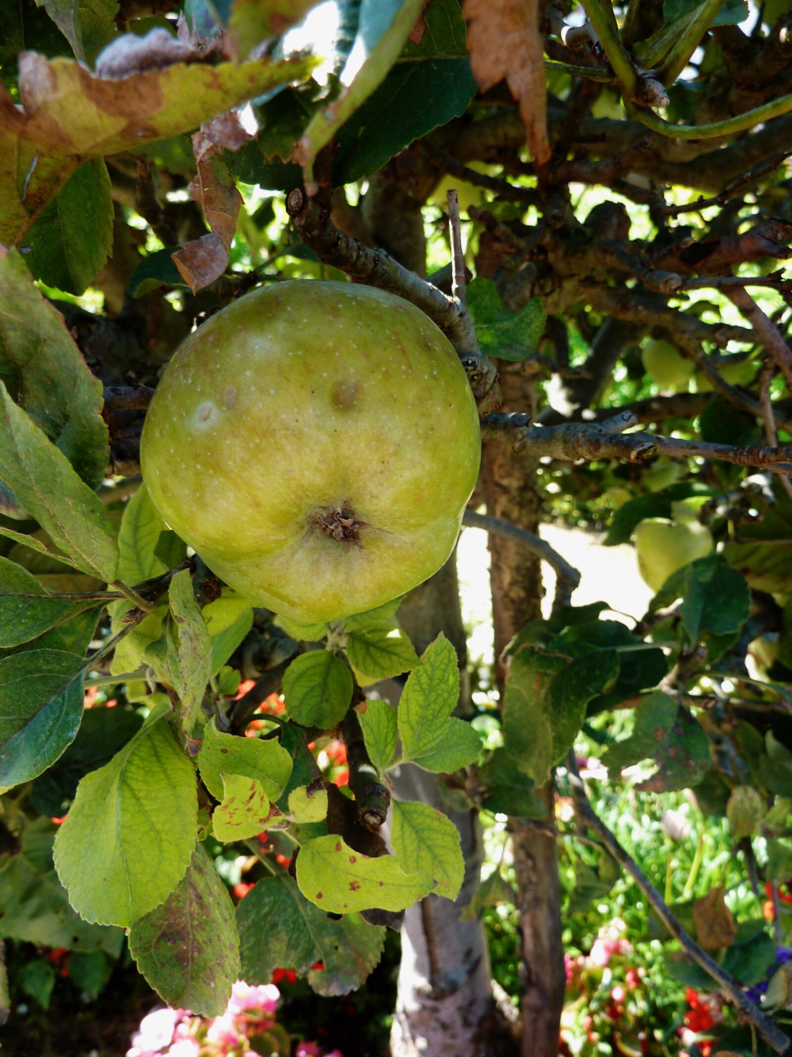 Panasonic DMC-TZ7 sample photo. Apple, autumn, vitamins photography