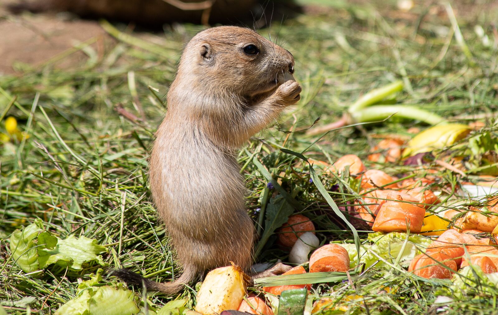 Canon EOS 6D Mark II sample photo. Prairie dog, rodent, animal photography