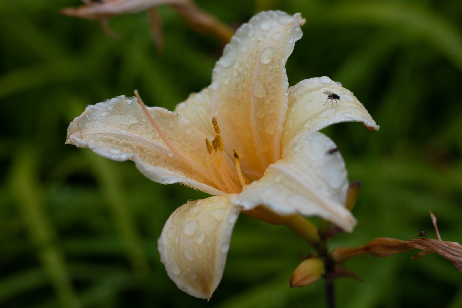 Canon EOS 7D Mark II + Canon EF 50mm F1.8 STM sample photo. Hemerocallis, daylily, summer photography