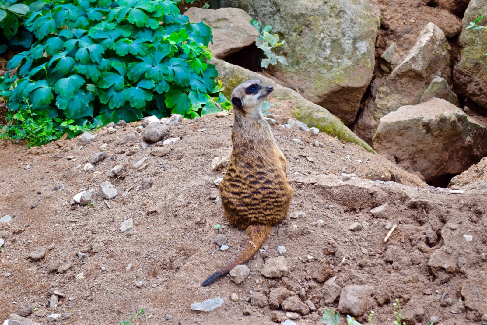 Nikon D5300 sample photo. Meerkat, tiergarten, sit photography