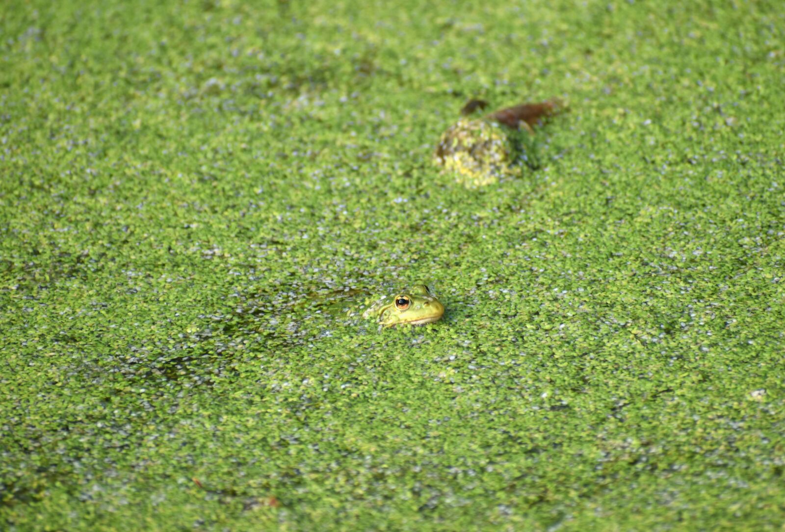 Nikon D5600 sample photo. Frog, mare, camouflage photography