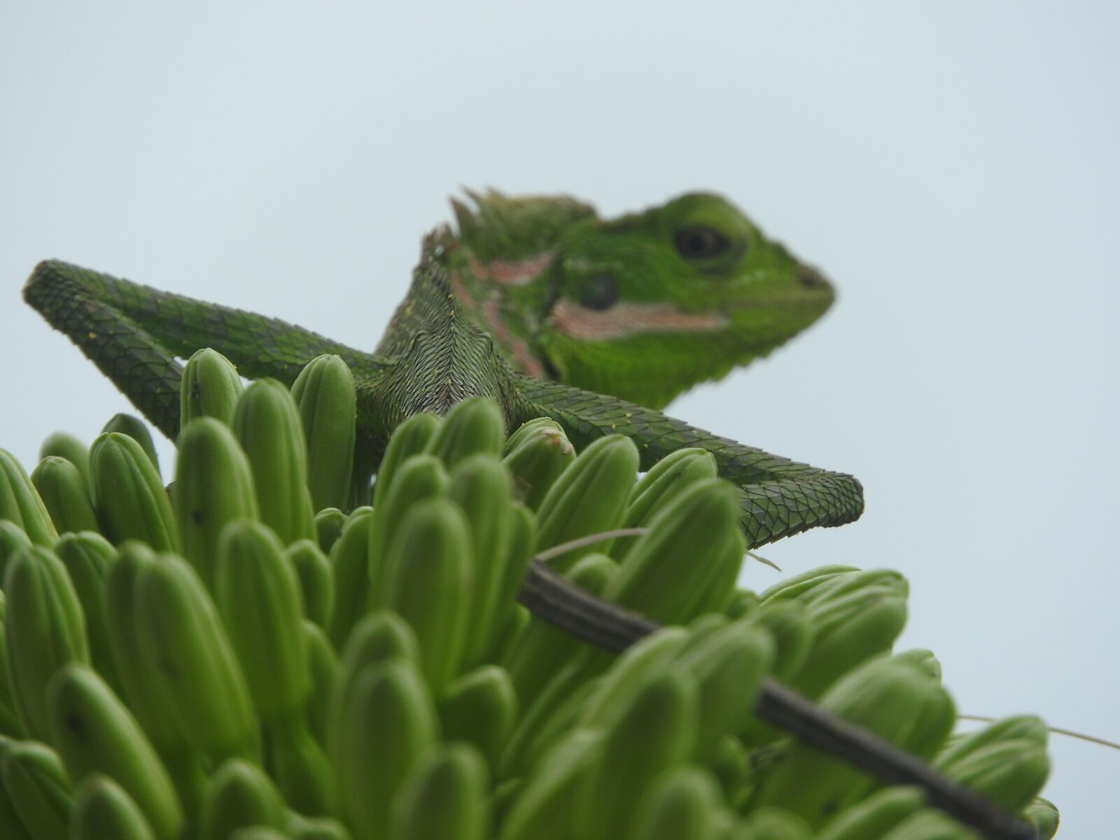 Nikon Coolpix P610 sample photo. Indonesian, chameleon, plant photography