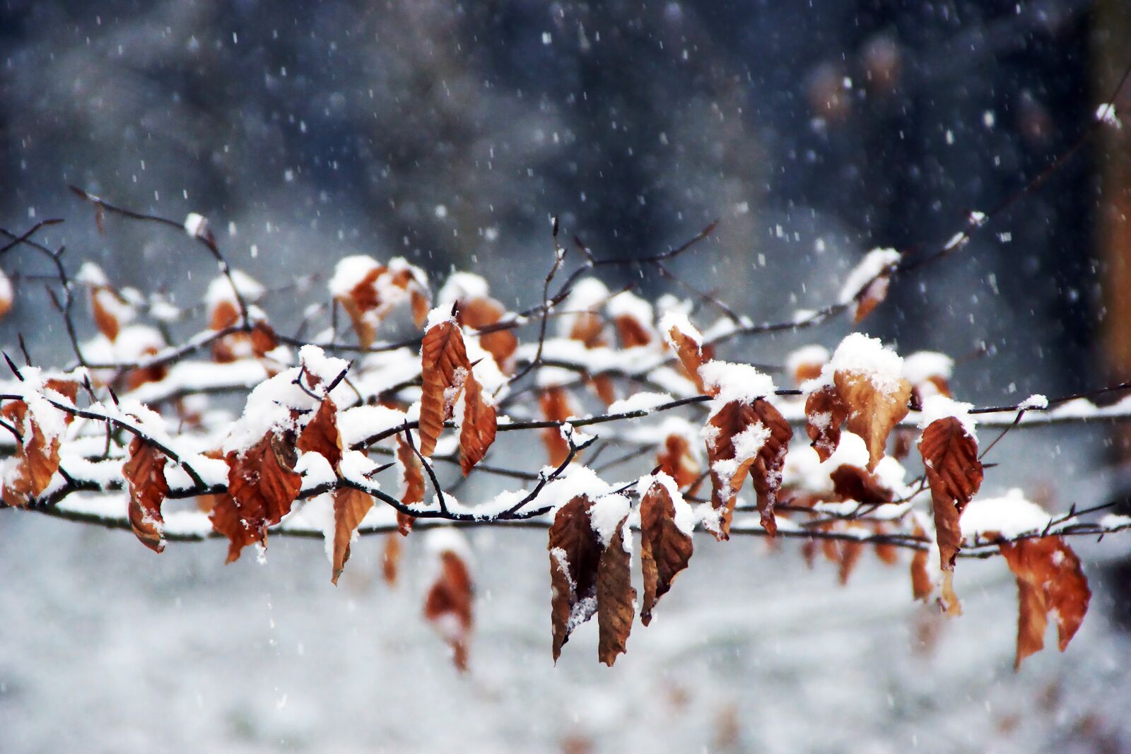 Sony SLT-A77 sample photo. Winter, autumn, wintry photography
