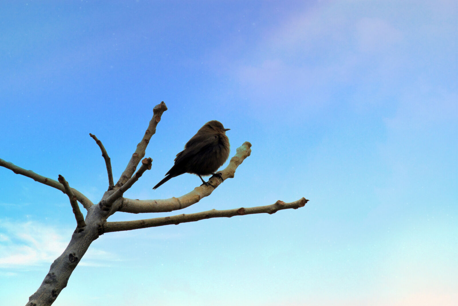 Canon EF-S 55-250mm F4-5.6 IS II sample photo. Bird, blue, sky, sky photography