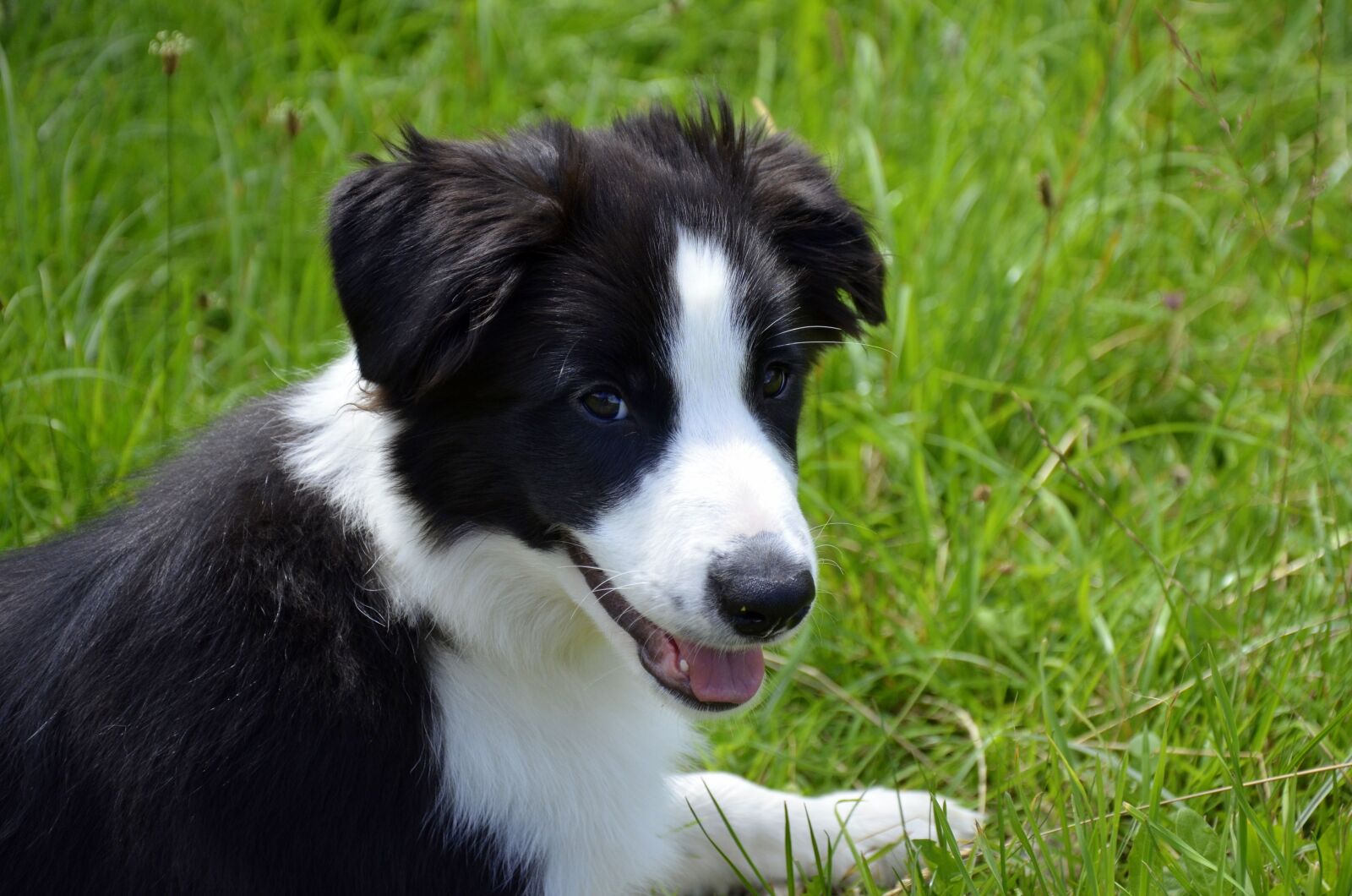 Nikon D5100 sample photo. Dog, border collie, purebred photography