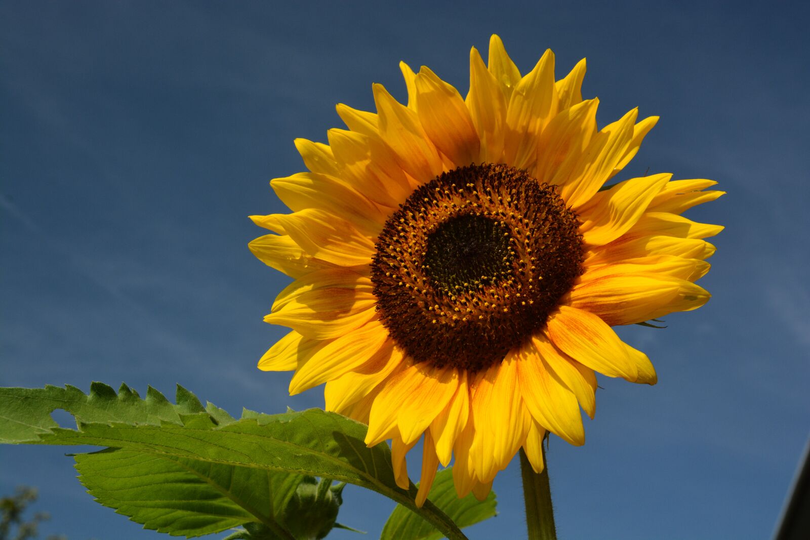 Nikon D7100 sample photo. Sunflower, yellow, blue sky photography