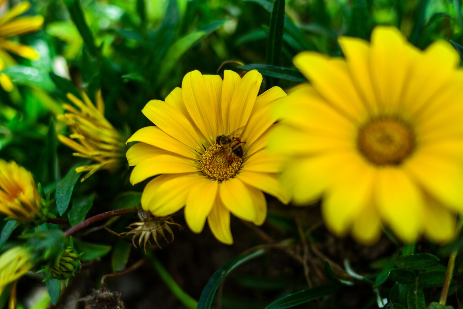 Nikon D3400 sample photo. Linda flower, yellow flower photography