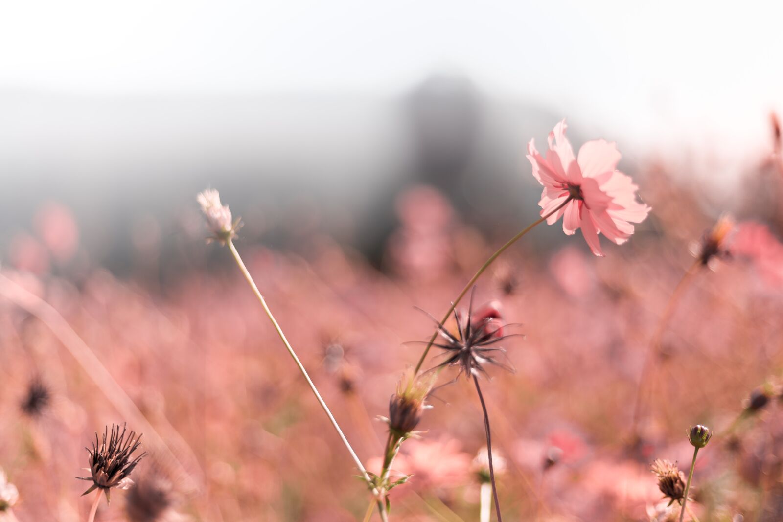 Canon EOS 6D + Canon EF 50mm F1.8 STM sample photo. Background, pattern, color photography