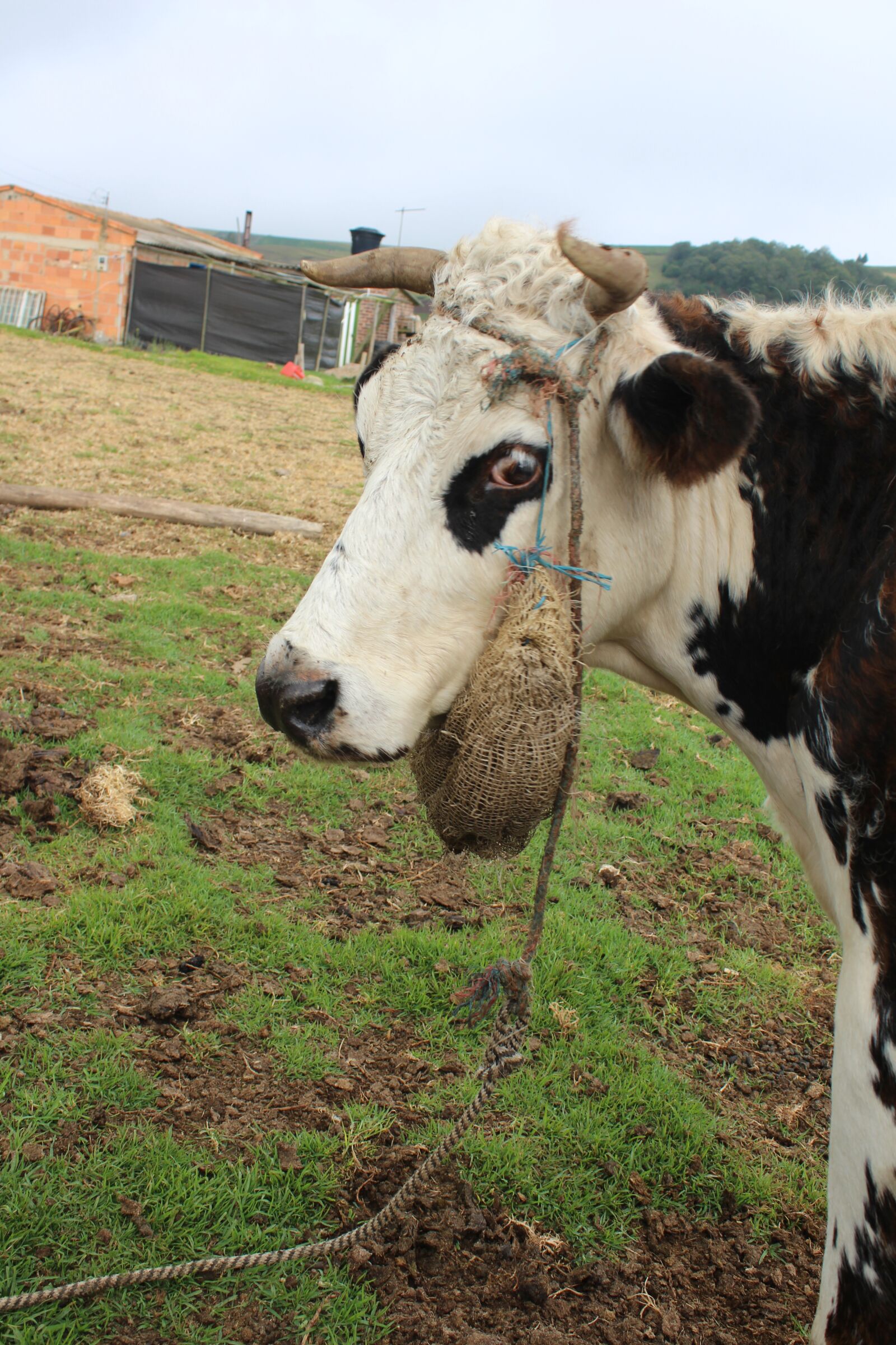 Canon EOS 700D (EOS Rebel T5i / EOS Kiss X7i) sample photo. Cow, milk, livestock photography