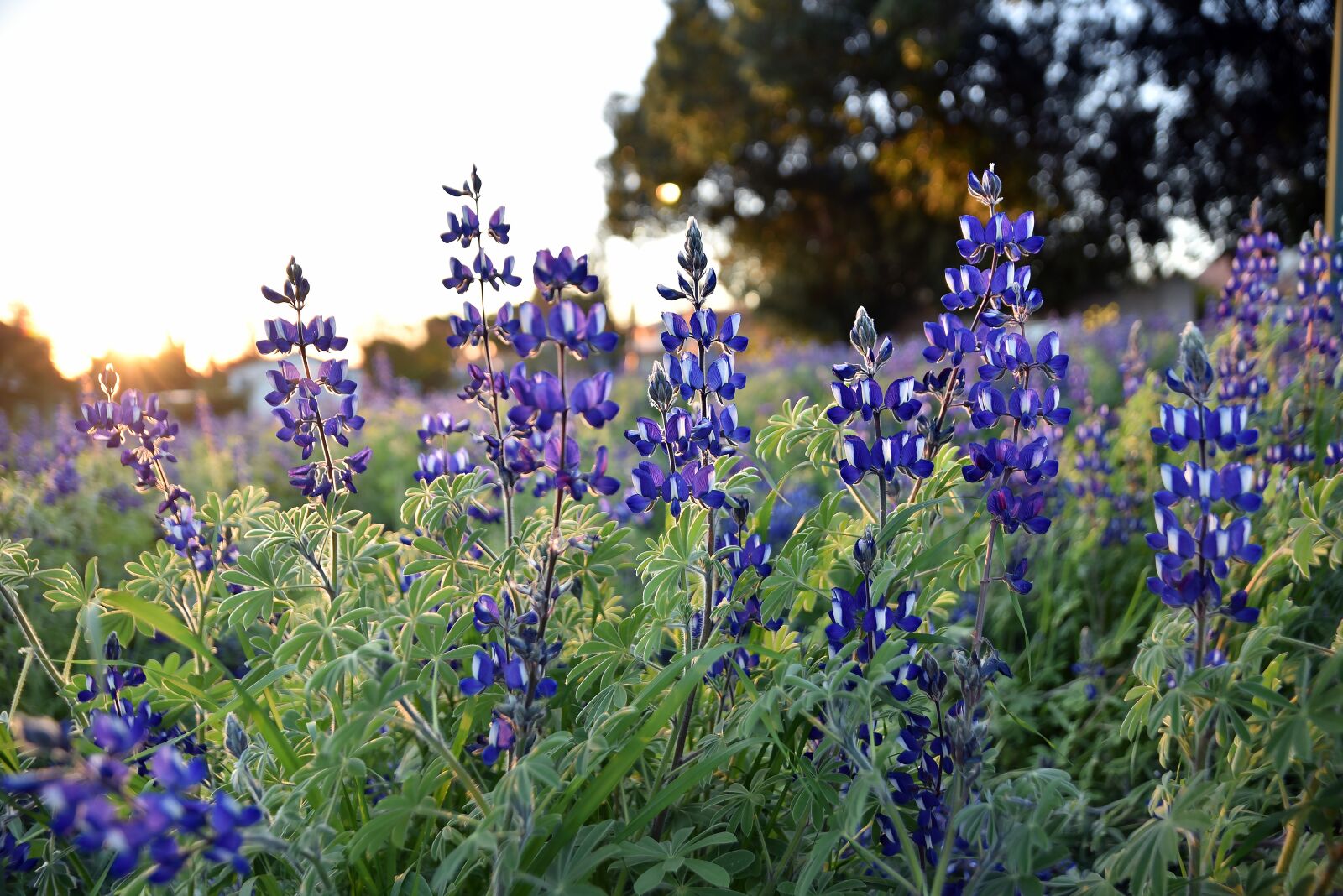 Nikon D750 sample photo. Flora, lupins, nature photography