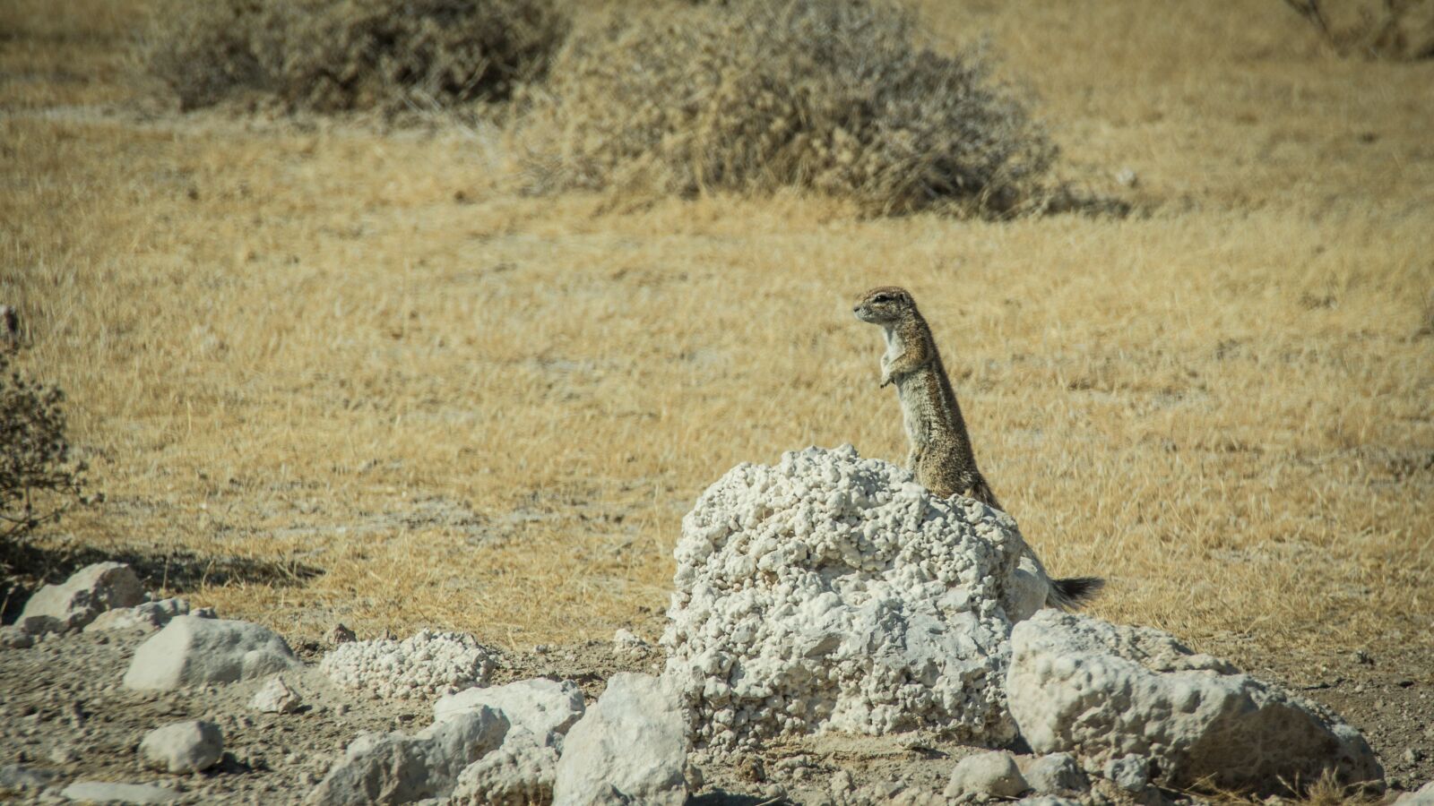Canon EOS 650D (EOS Rebel T4i / EOS Kiss X6i) sample photo. Namibia, wildlife, africa photography