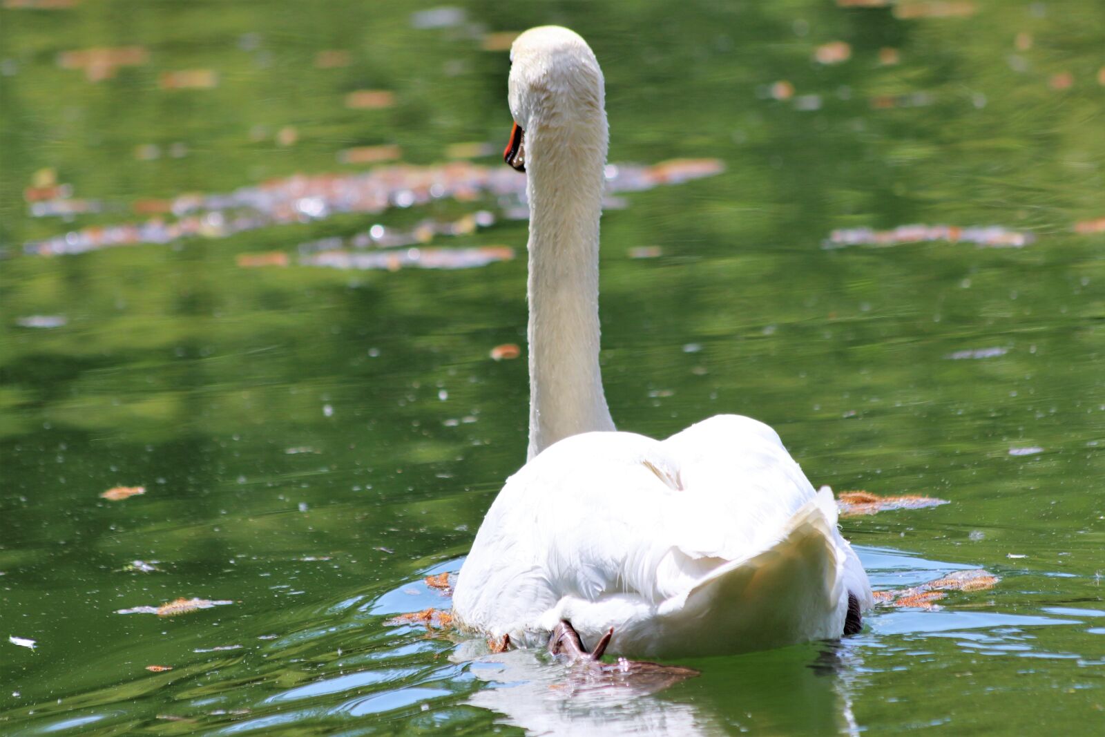Canon EOS 200D (EOS Rebel SL2 / EOS Kiss X9) sample photo. White swan, swimming, elegant photography