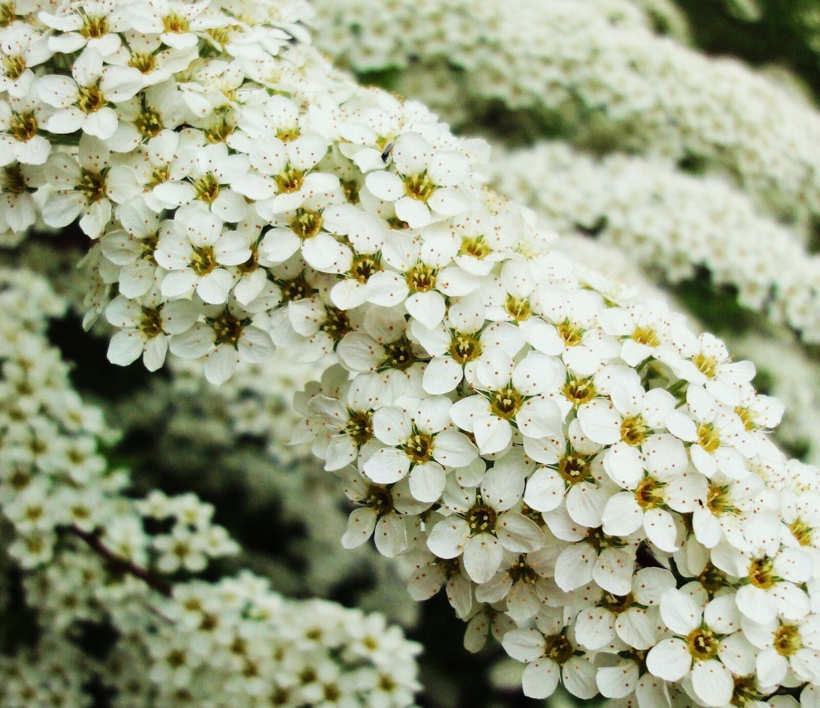 Sony Cyber-shot DSC-WX1 sample photo. Flowers, garden, plants, spirea photography