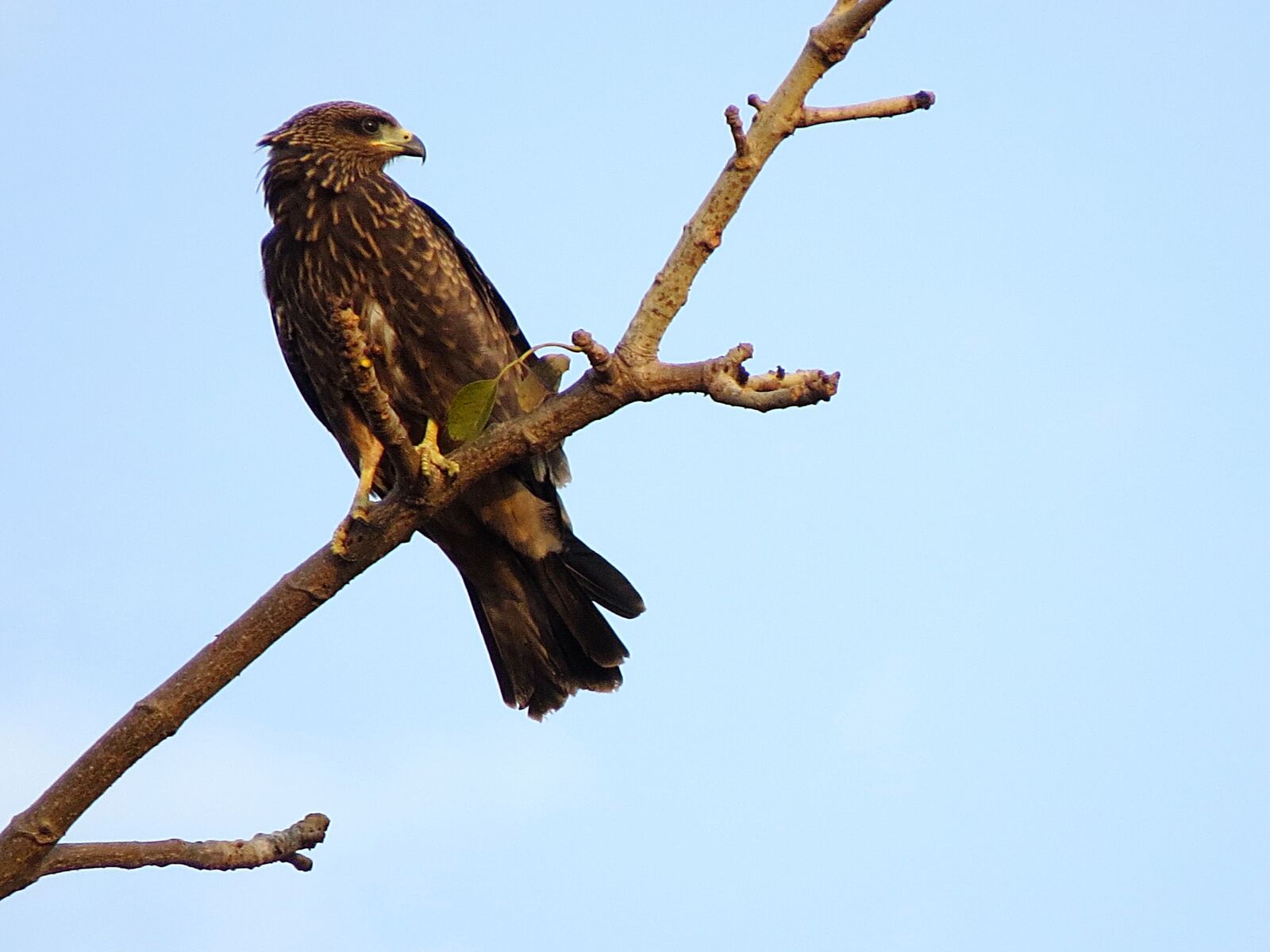 Canon PowerShot SX50 HS sample photo. Falcon, eagle, bird of photography