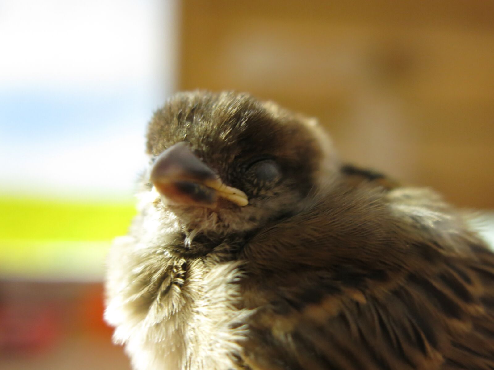 Canon PowerShot G15 sample photo. Sparrow, bird, animal photography
