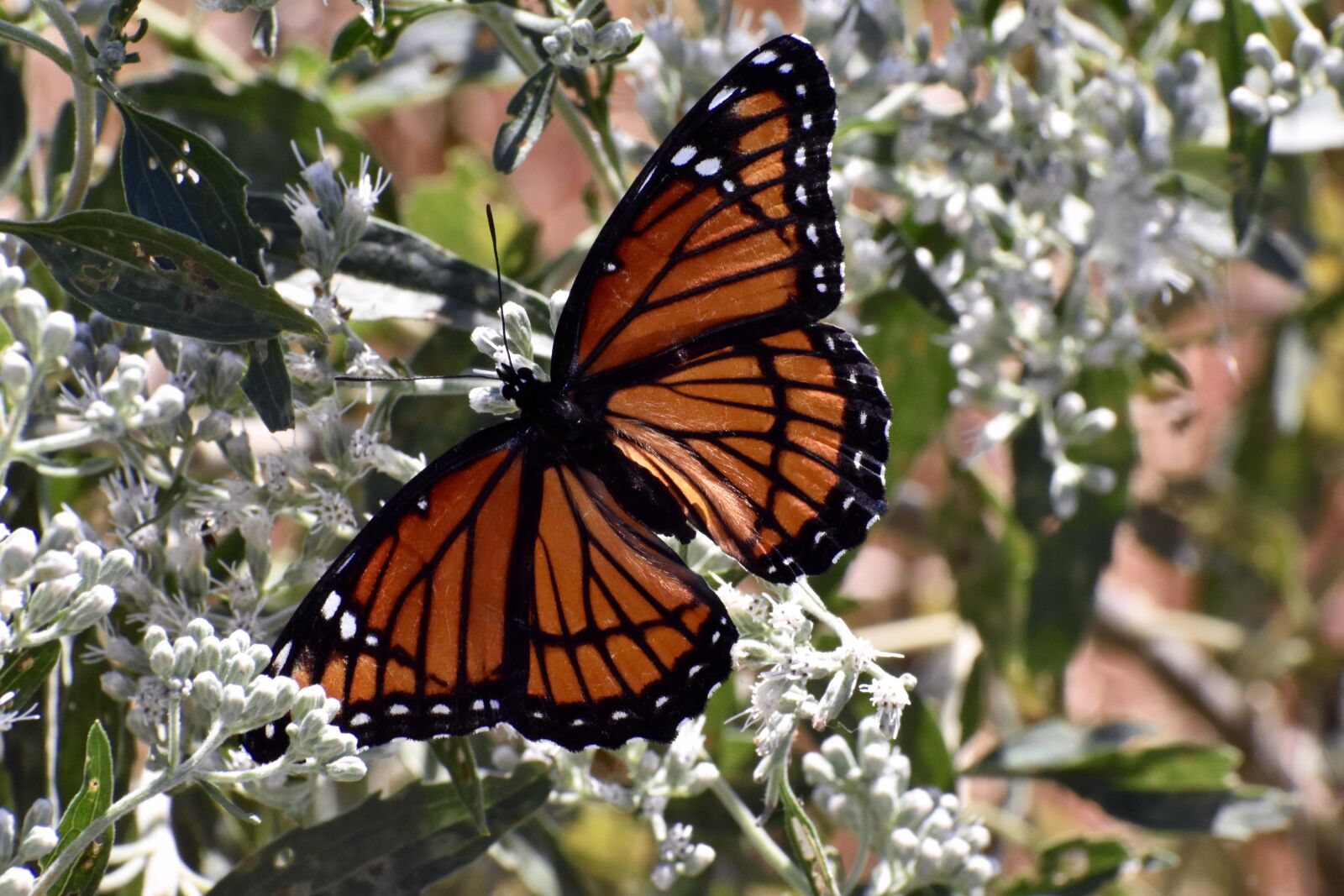 Nikon D3400 sample photo. Viceroy butterfly, wings, orange photography